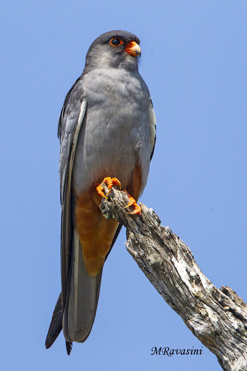 Falco dell'Amur maschio adulto