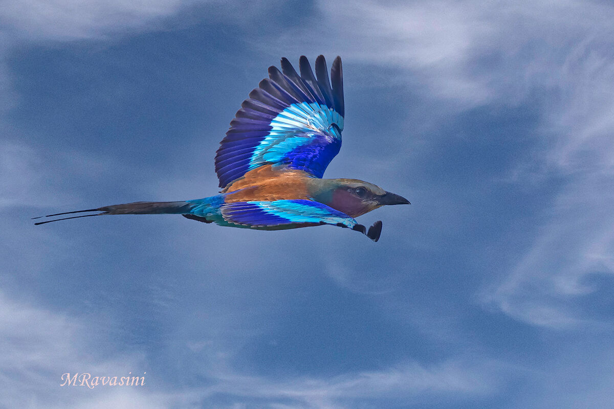 Ghiandaia marina pettolilla