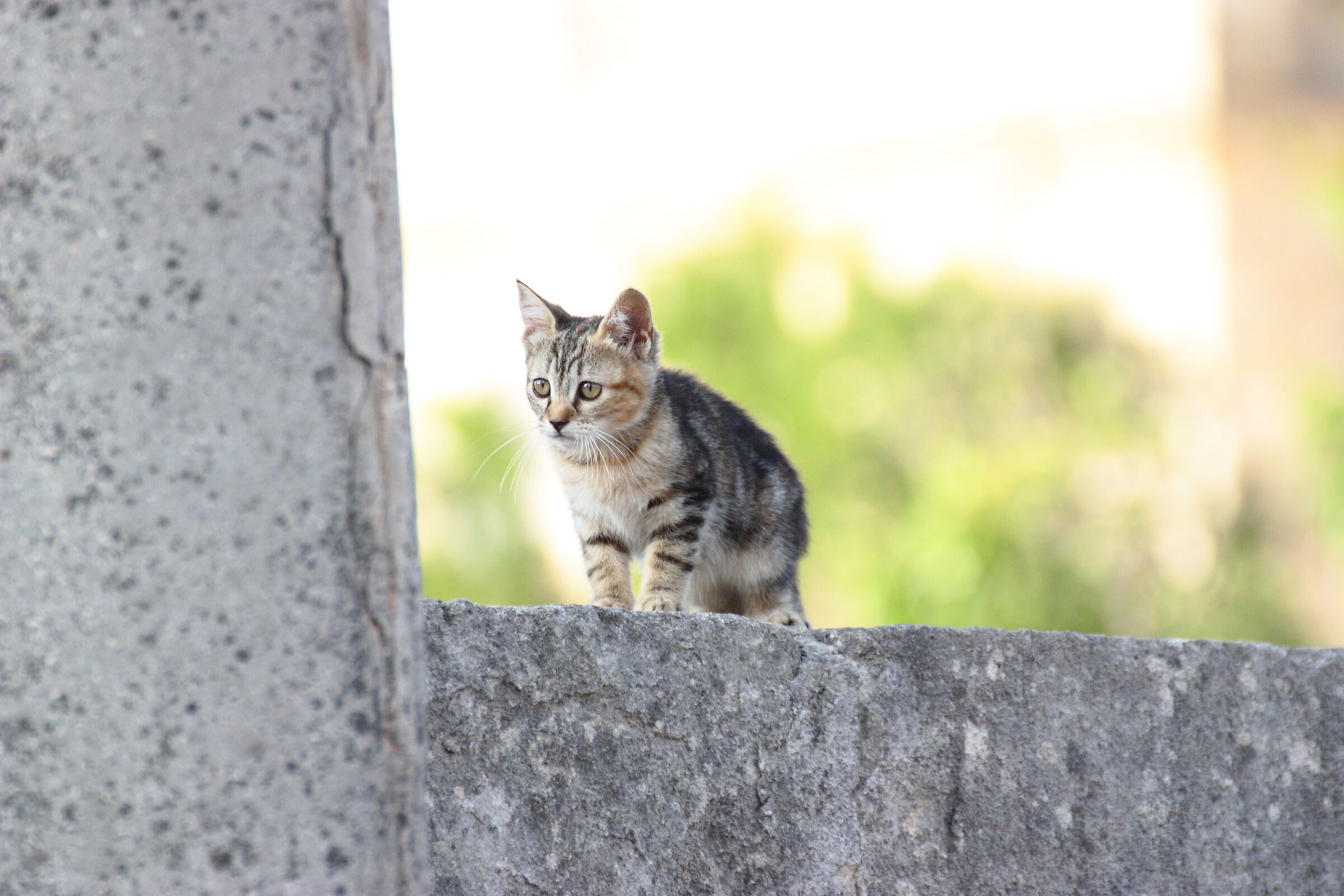 gattino2