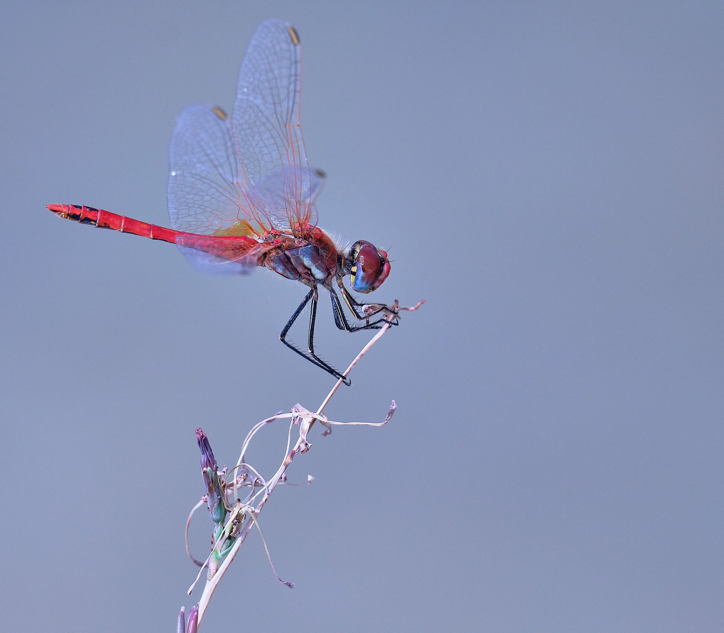 Libellula
