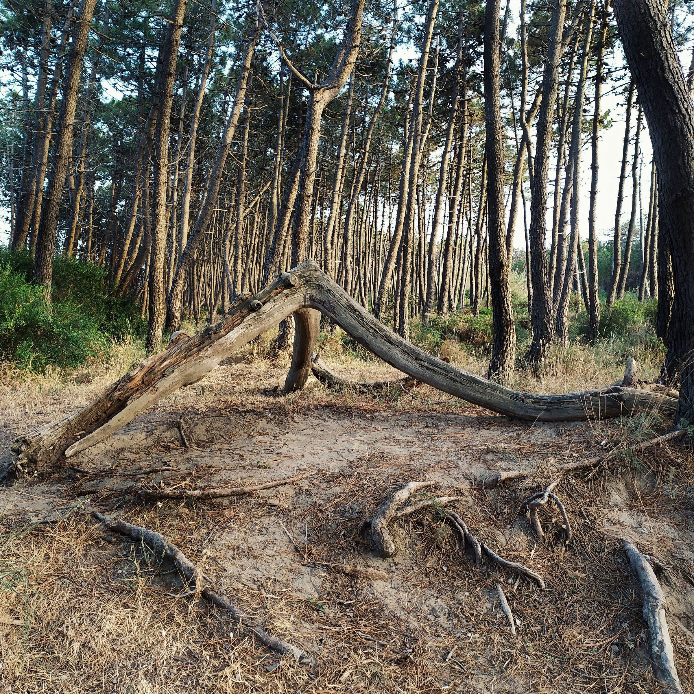Roots