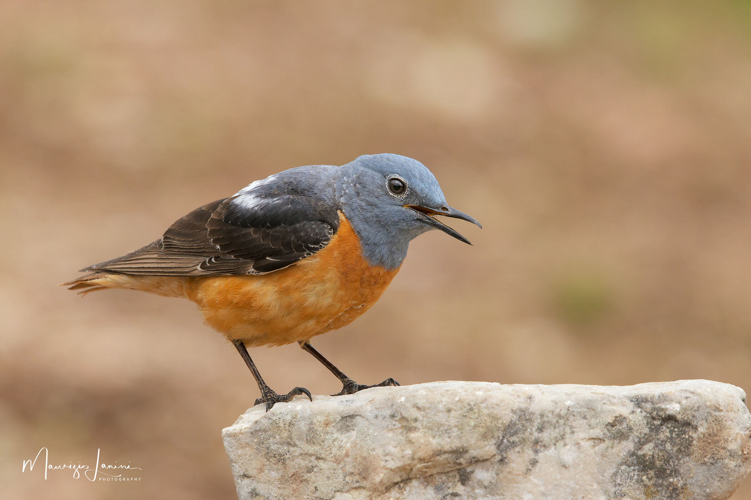 Codirossone in abito riproduttivo
