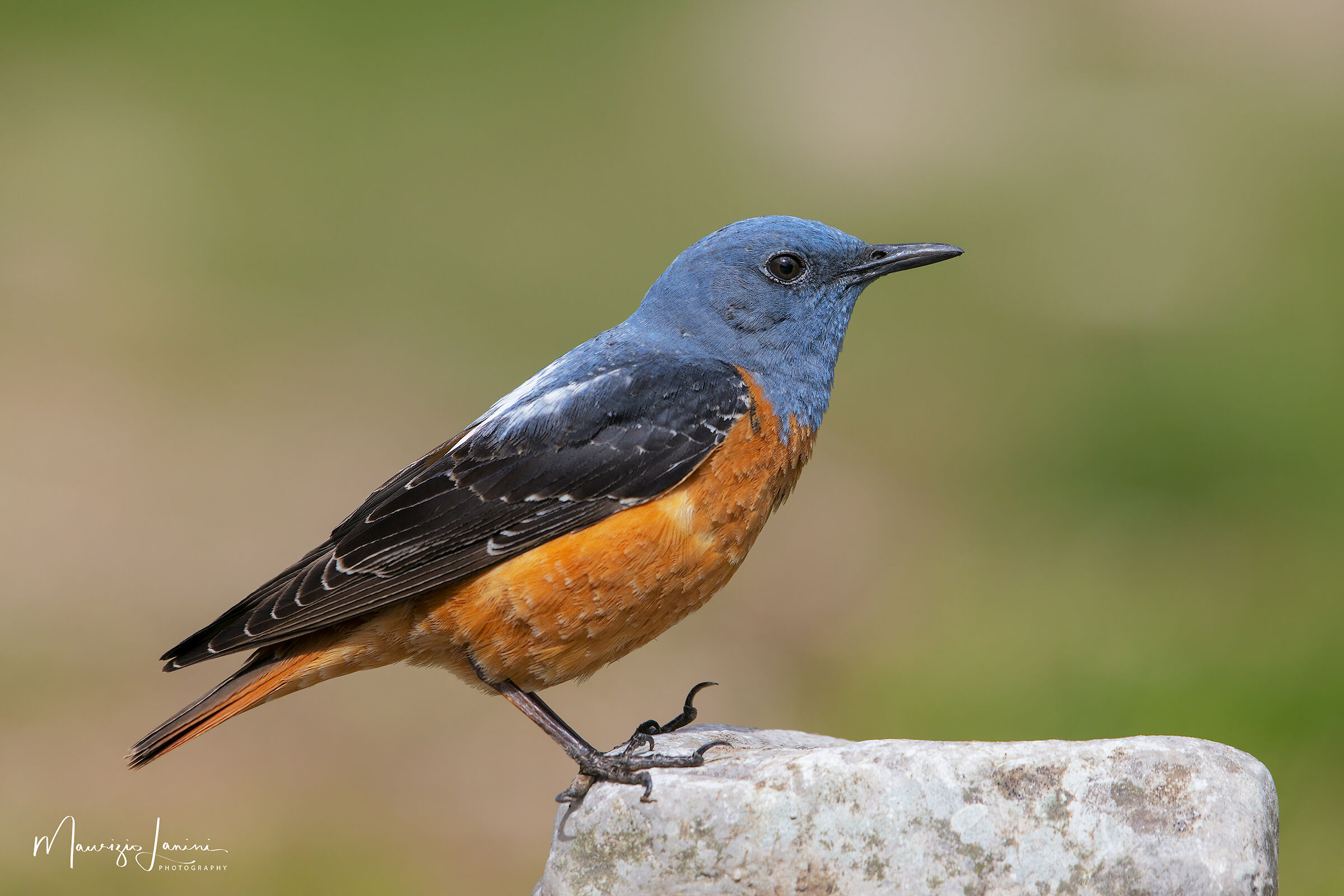 Codirossone in abito riproduttivo