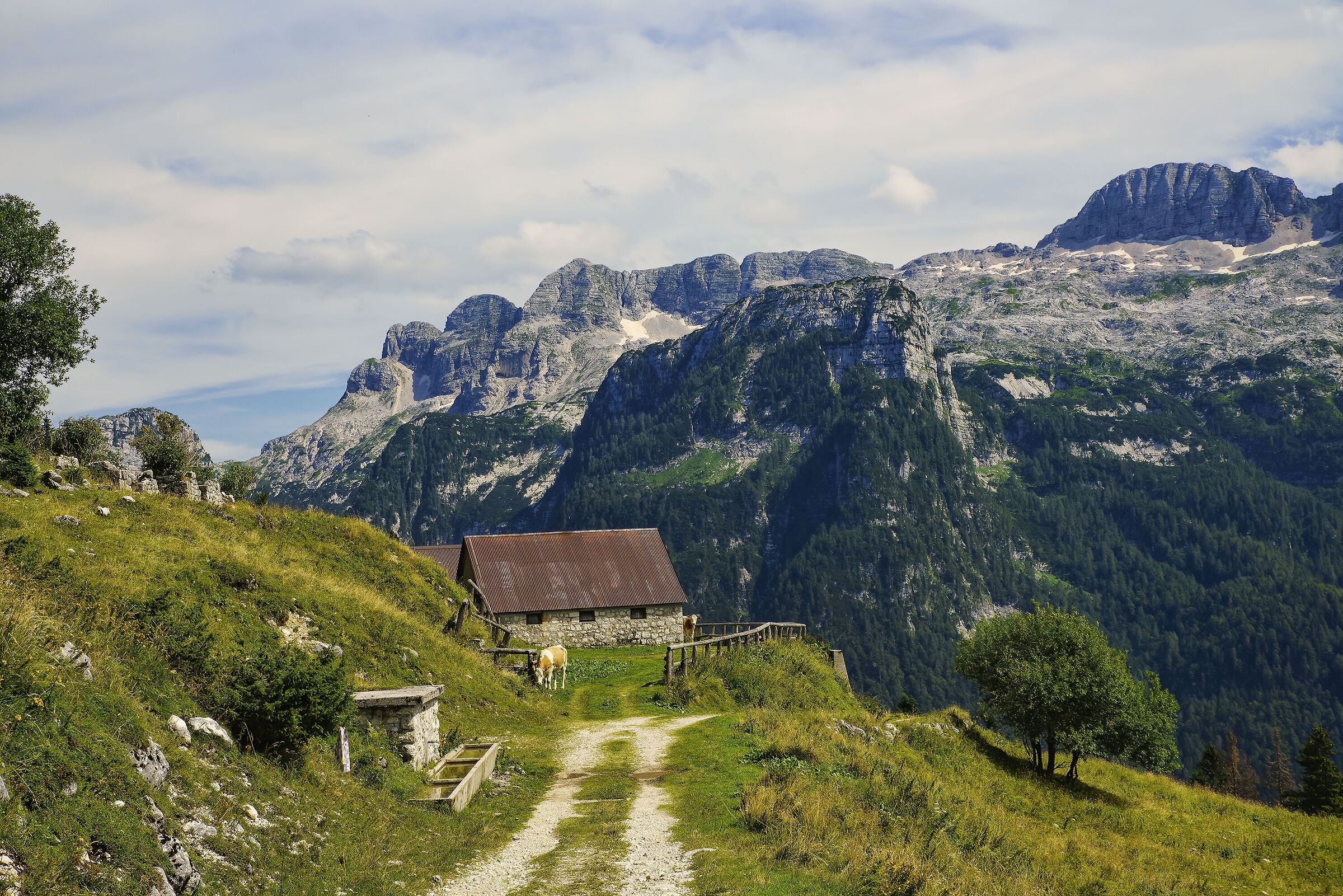 Malga Larice Montasio