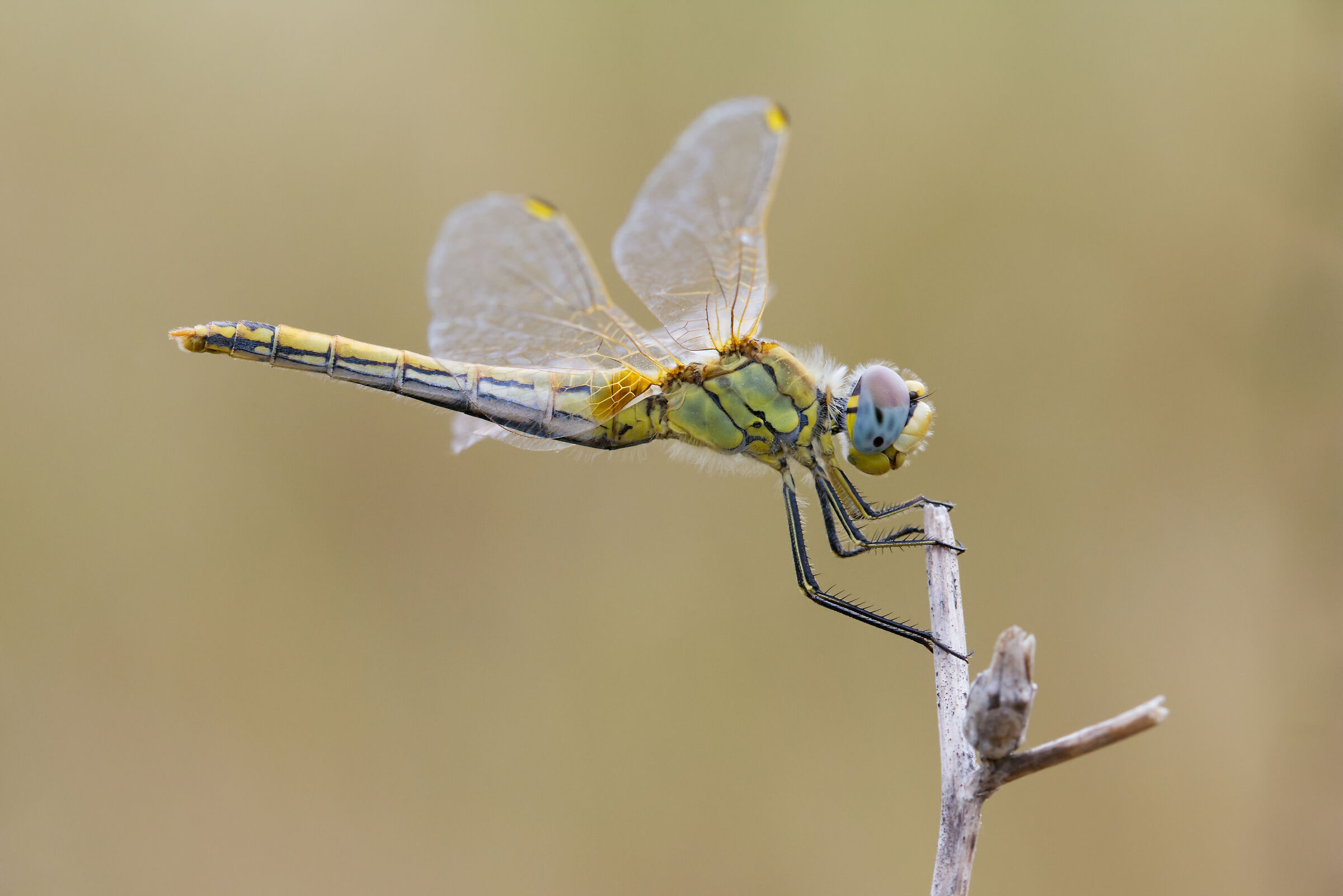 Sympetrum fonscolombii