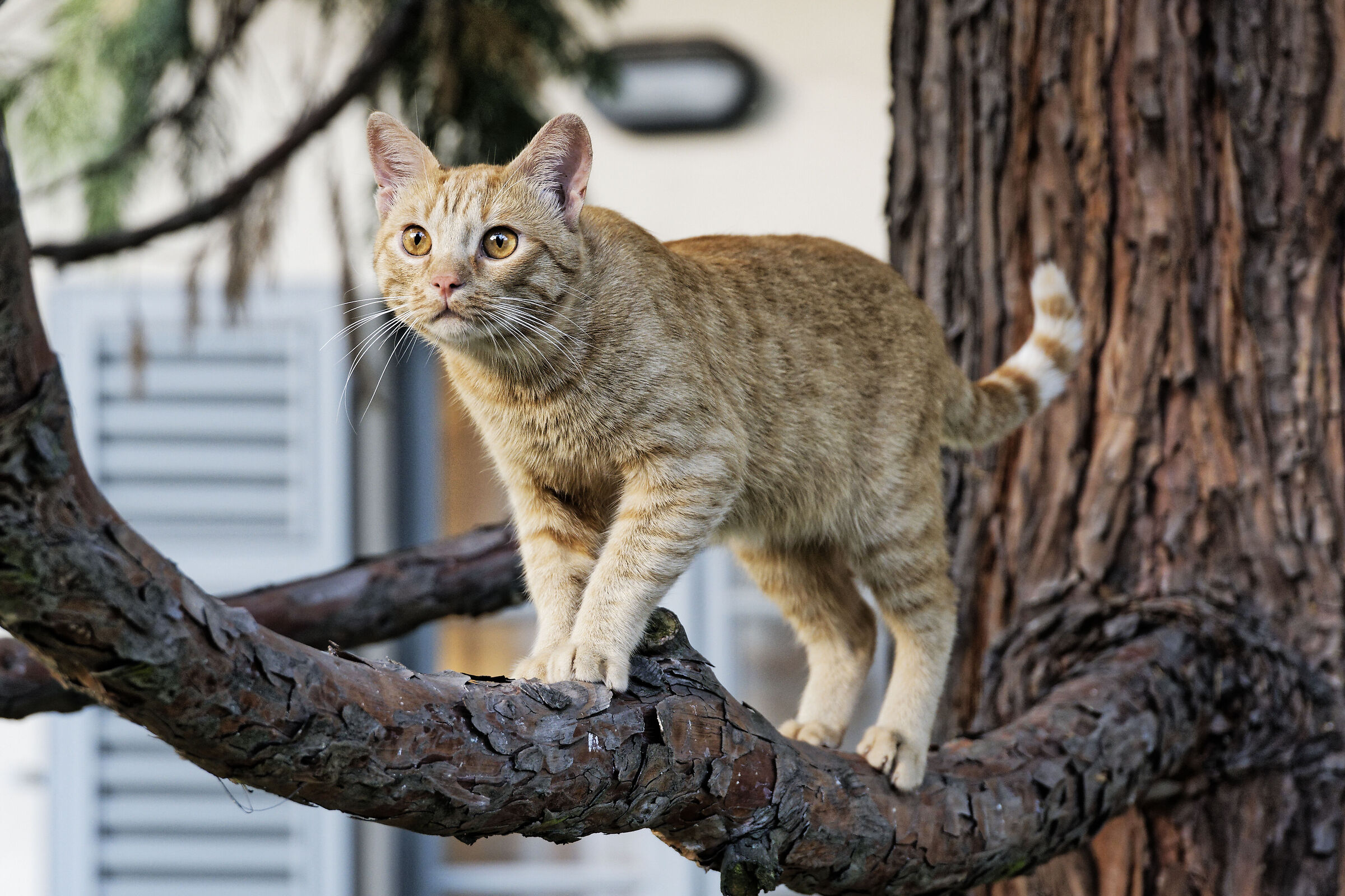 La ragione per cui i gatti si arrampicano...