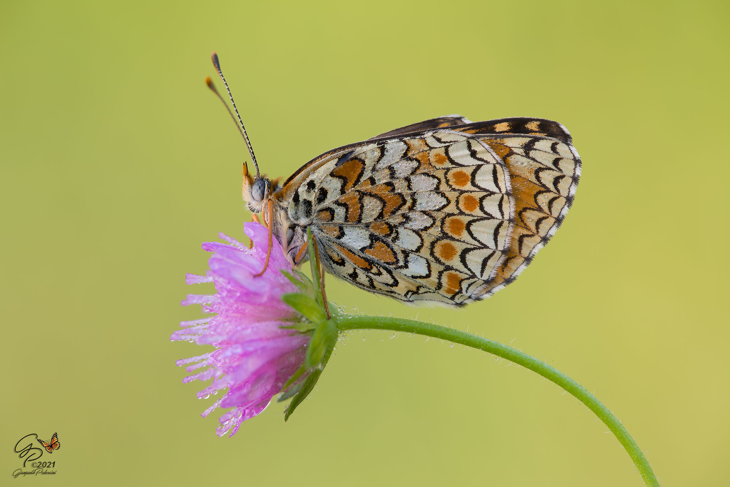 Melitaea phoebe
