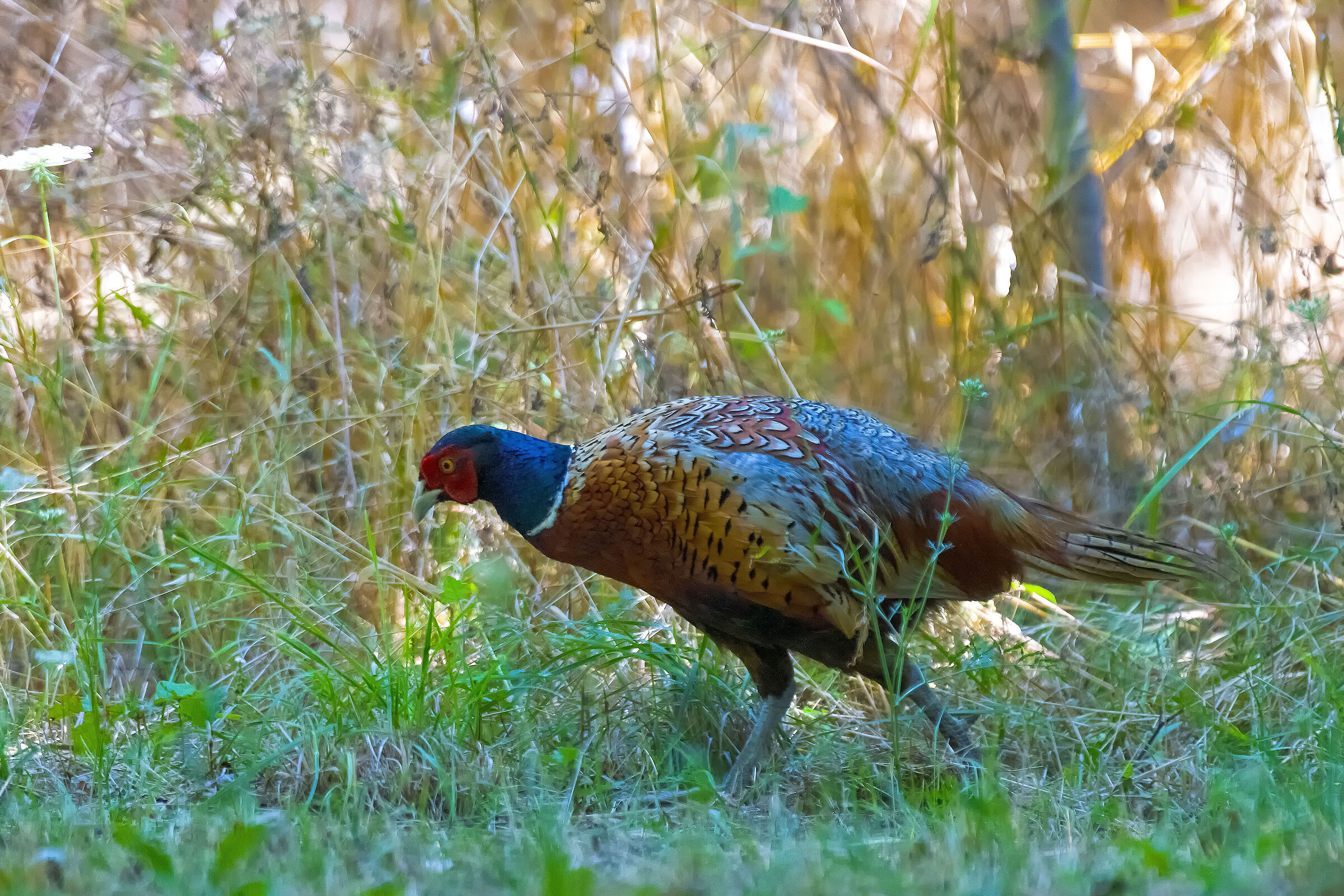 Pheasant