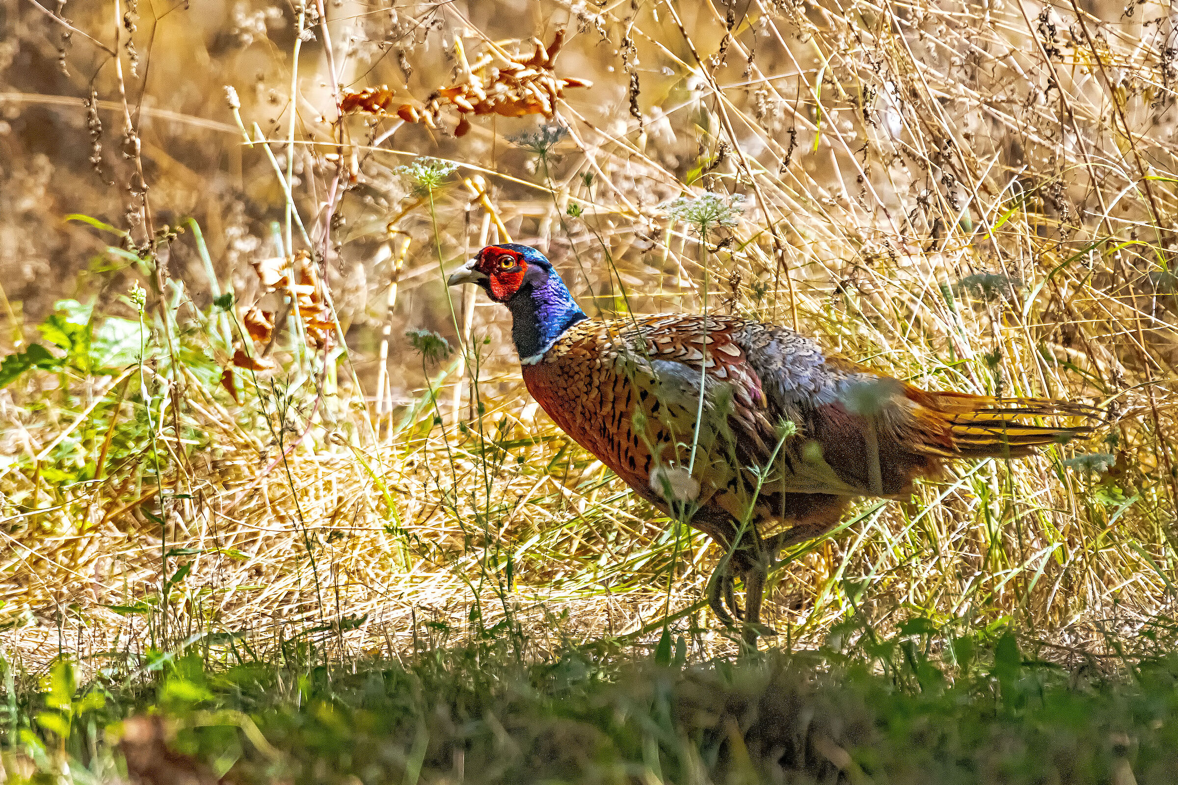 Pheasant