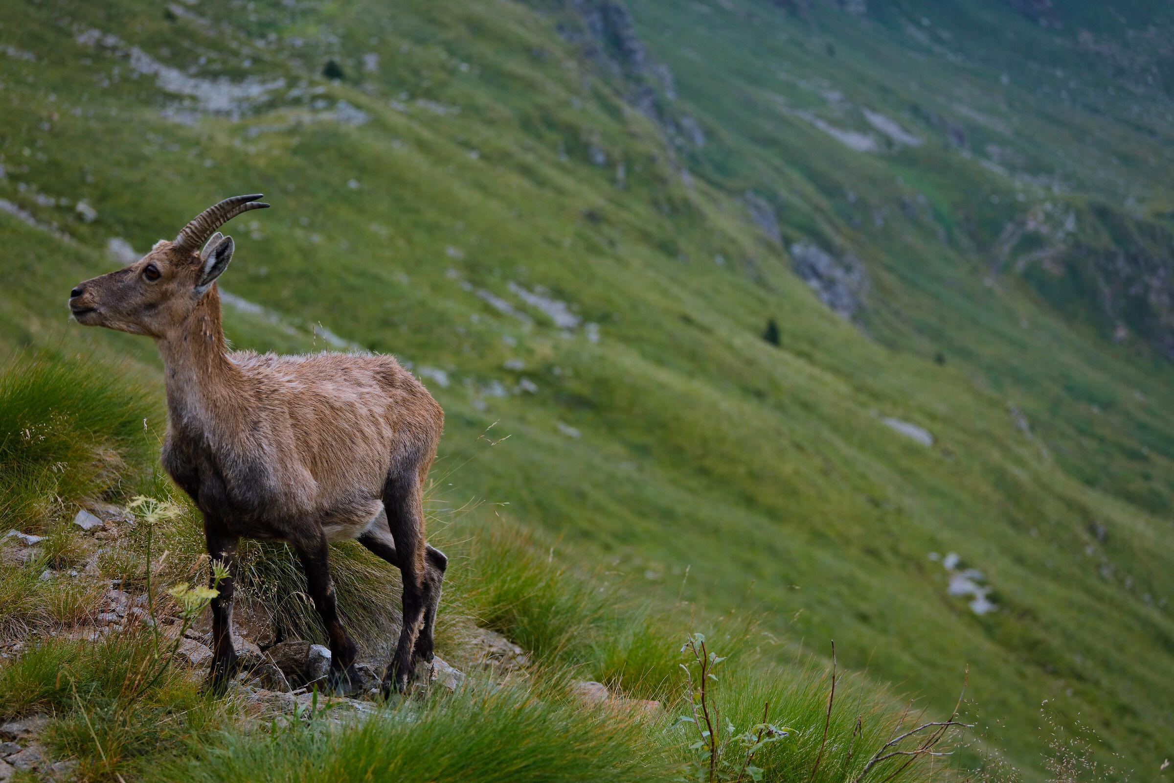 Foppolo ibex