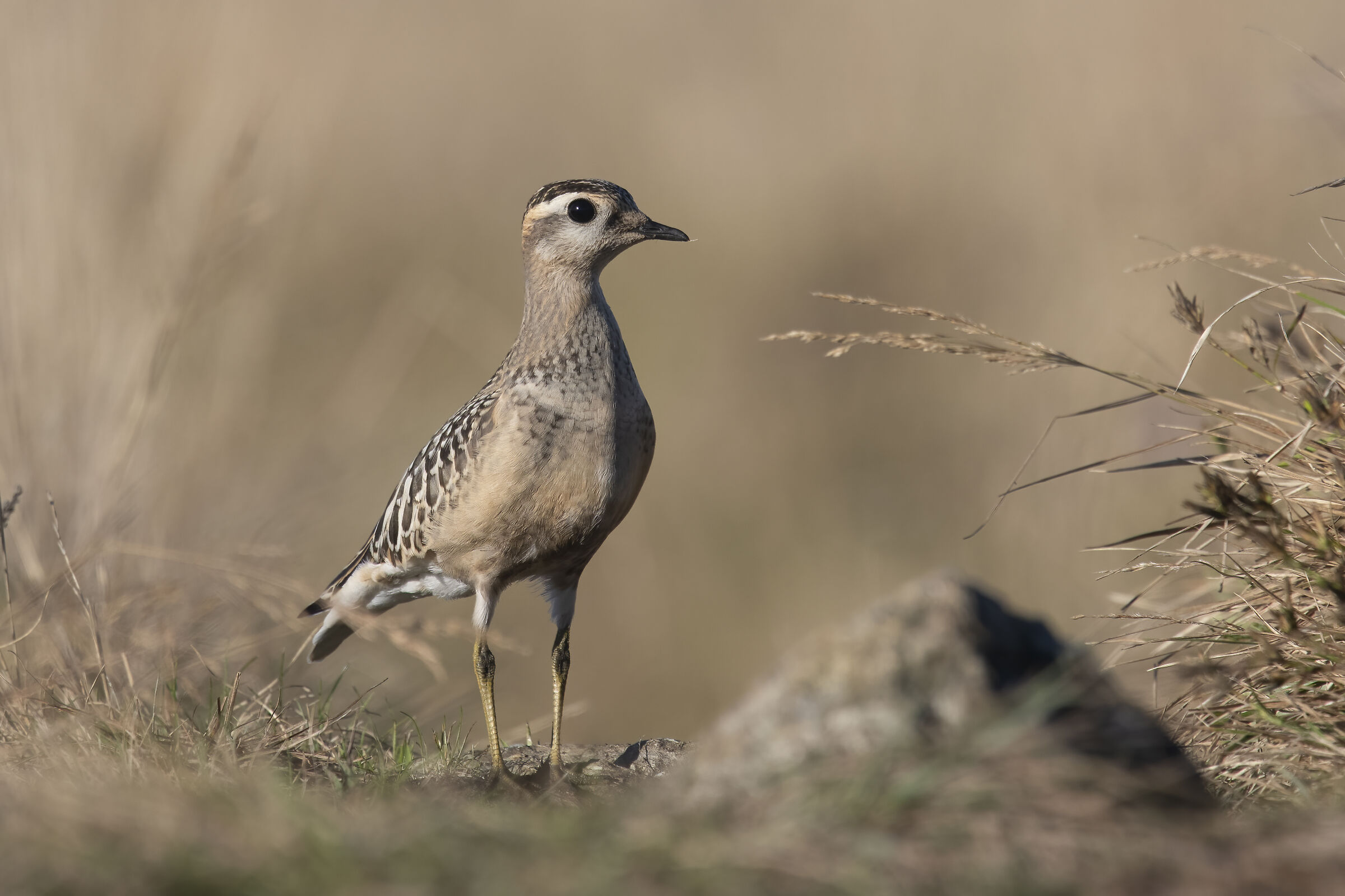 Dalla tundra alle praterie montane...Piviere tortolino