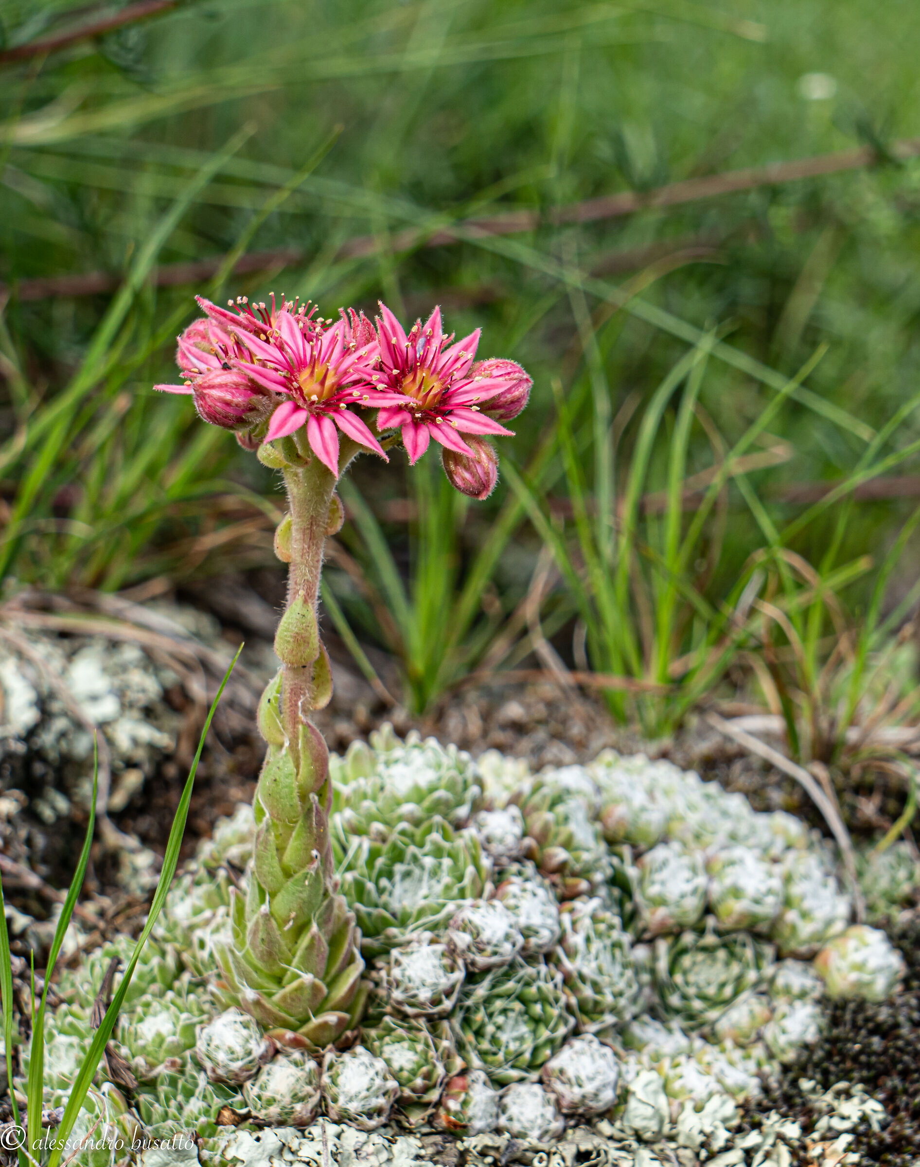 Mountain sempervivum