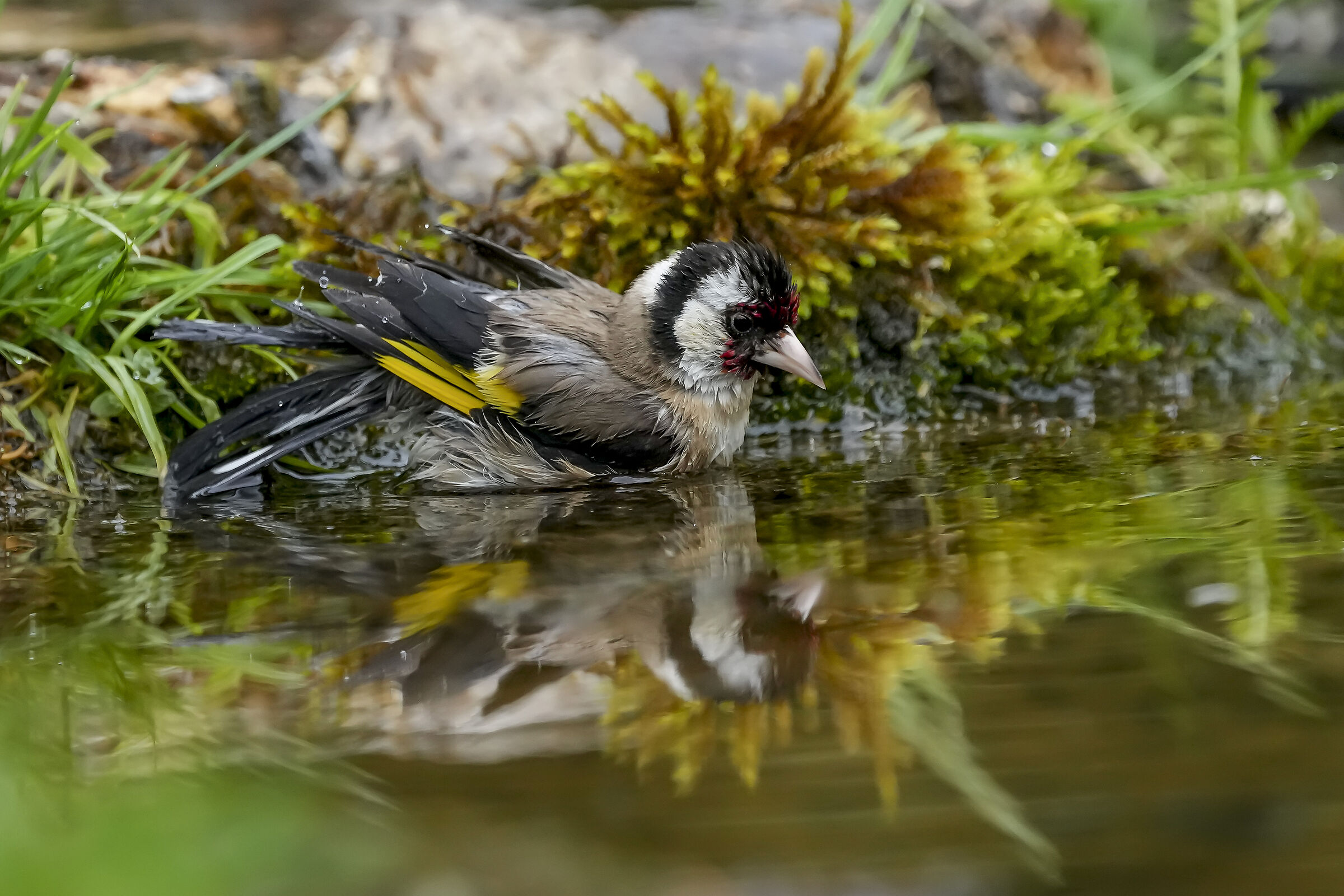 Goldfinch at the bathroom
