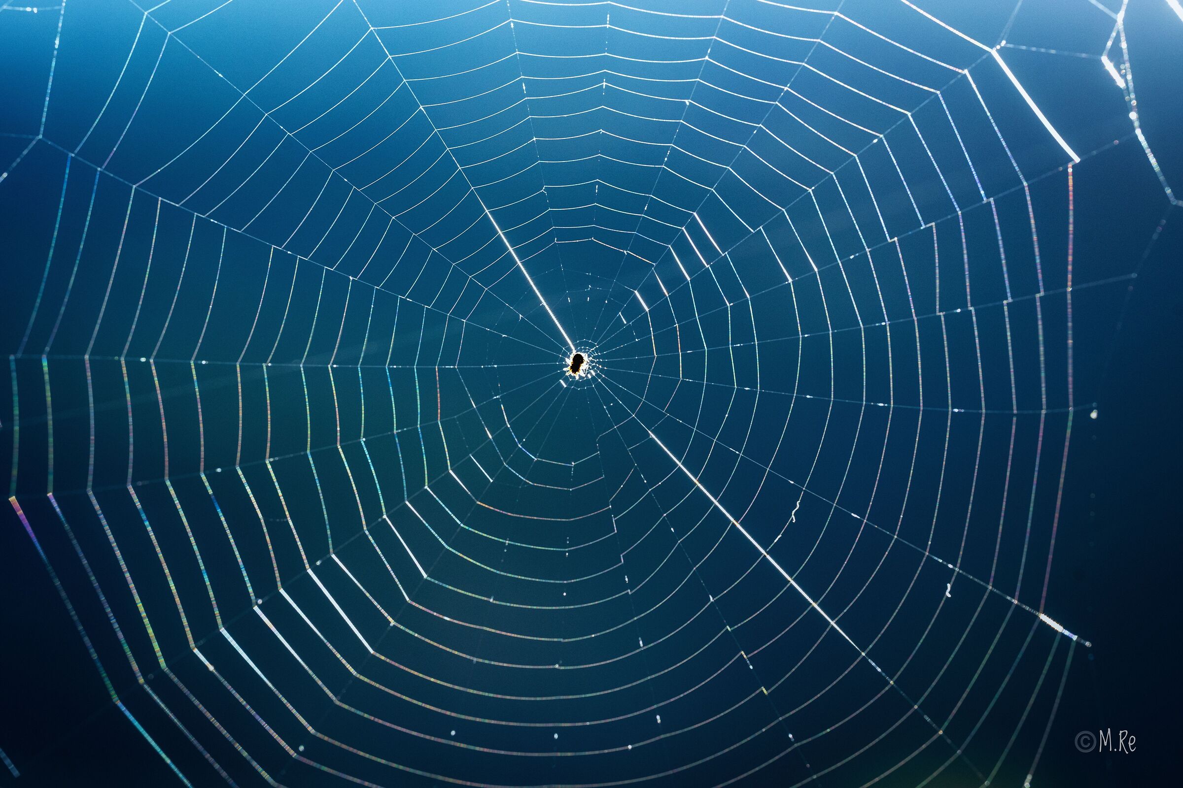 Spiderweb