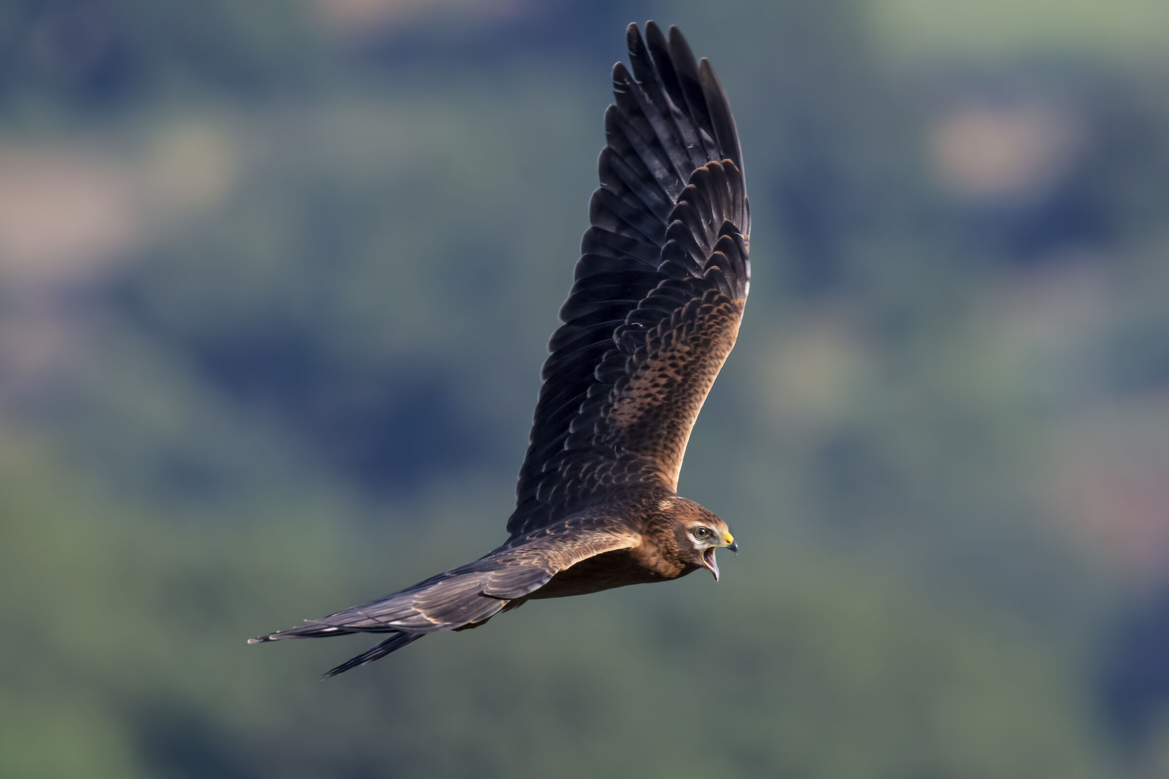 Albanella minor giovane