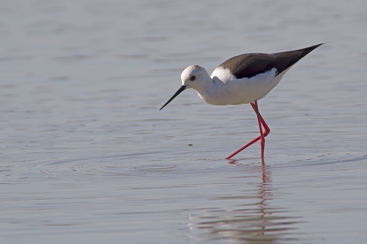 Cavaliere al pascolo