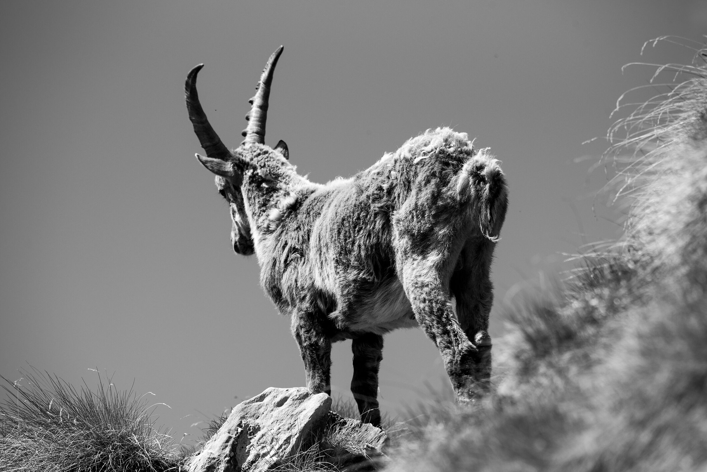 Beak ibex