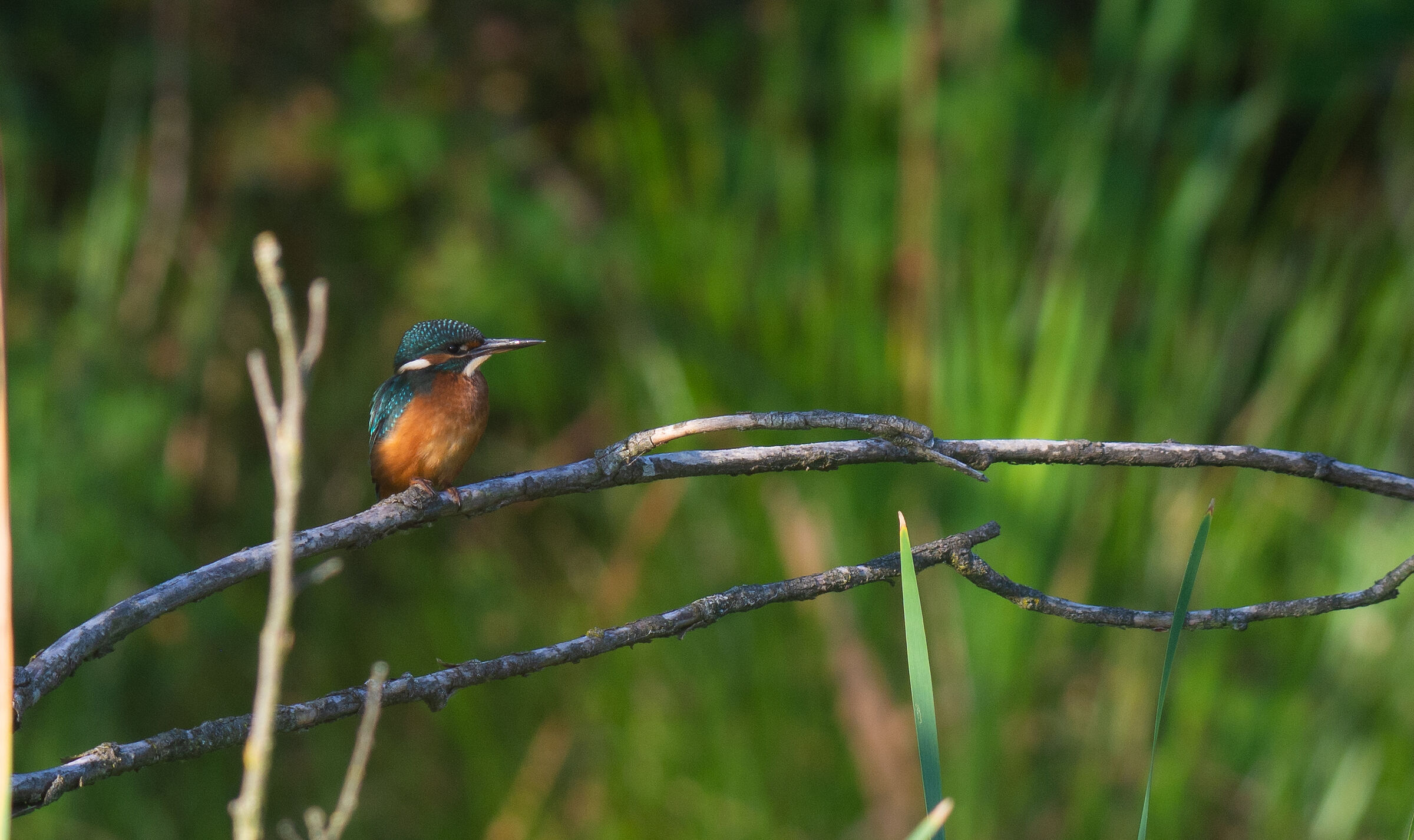 Non ci si stanca mai...