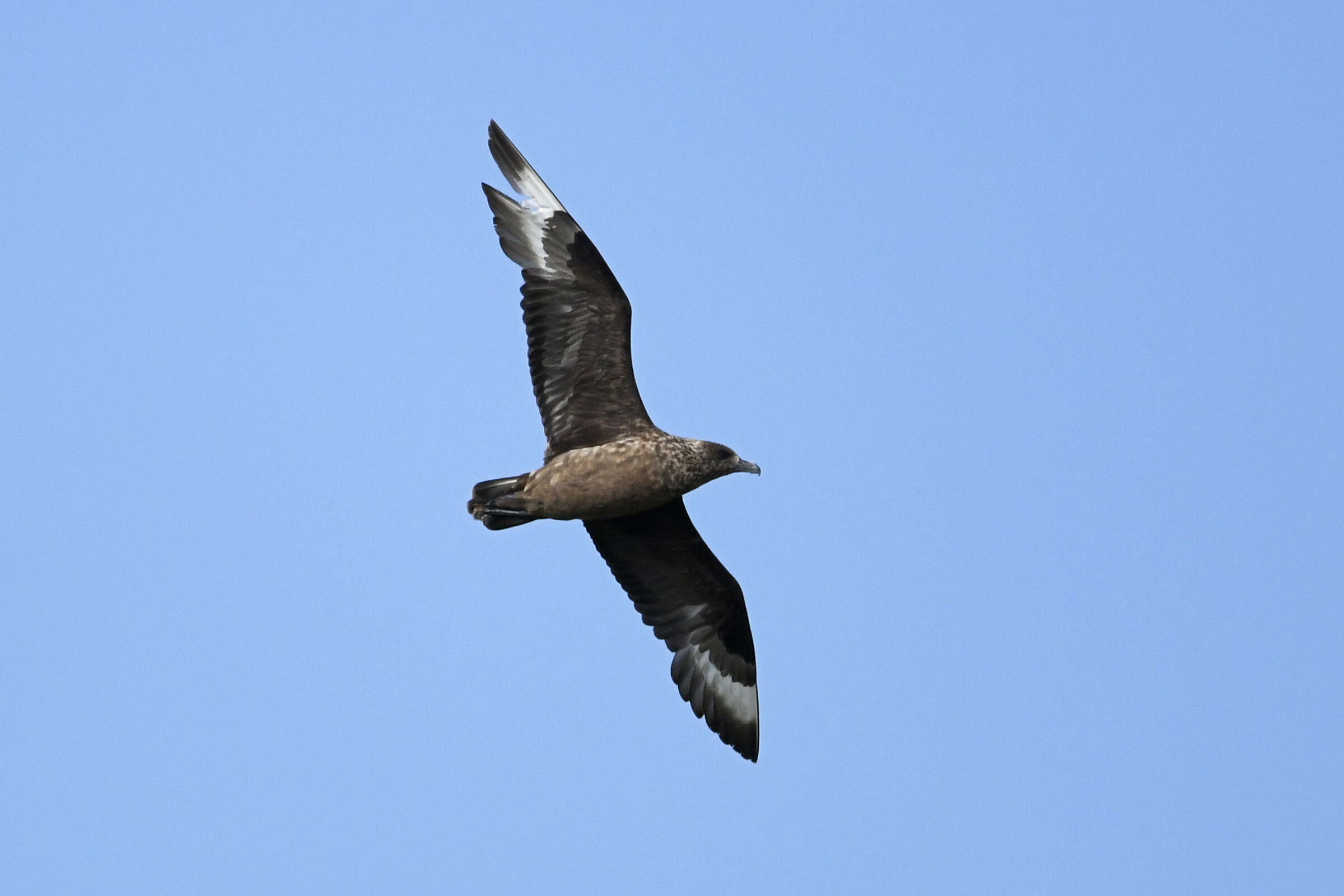 Stercorario maggiore (Great skua)