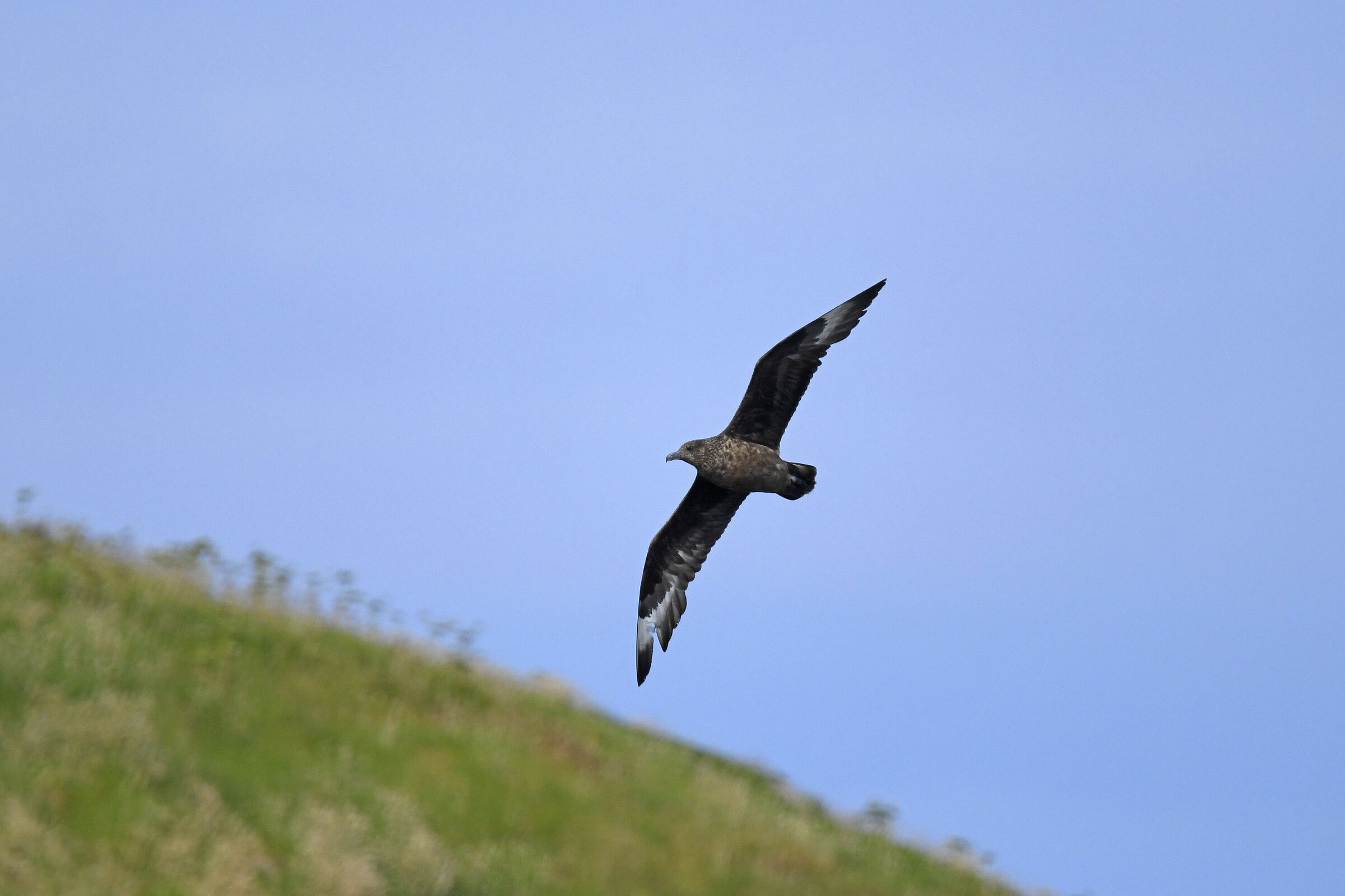 Stercorario maggiore (Great skua)