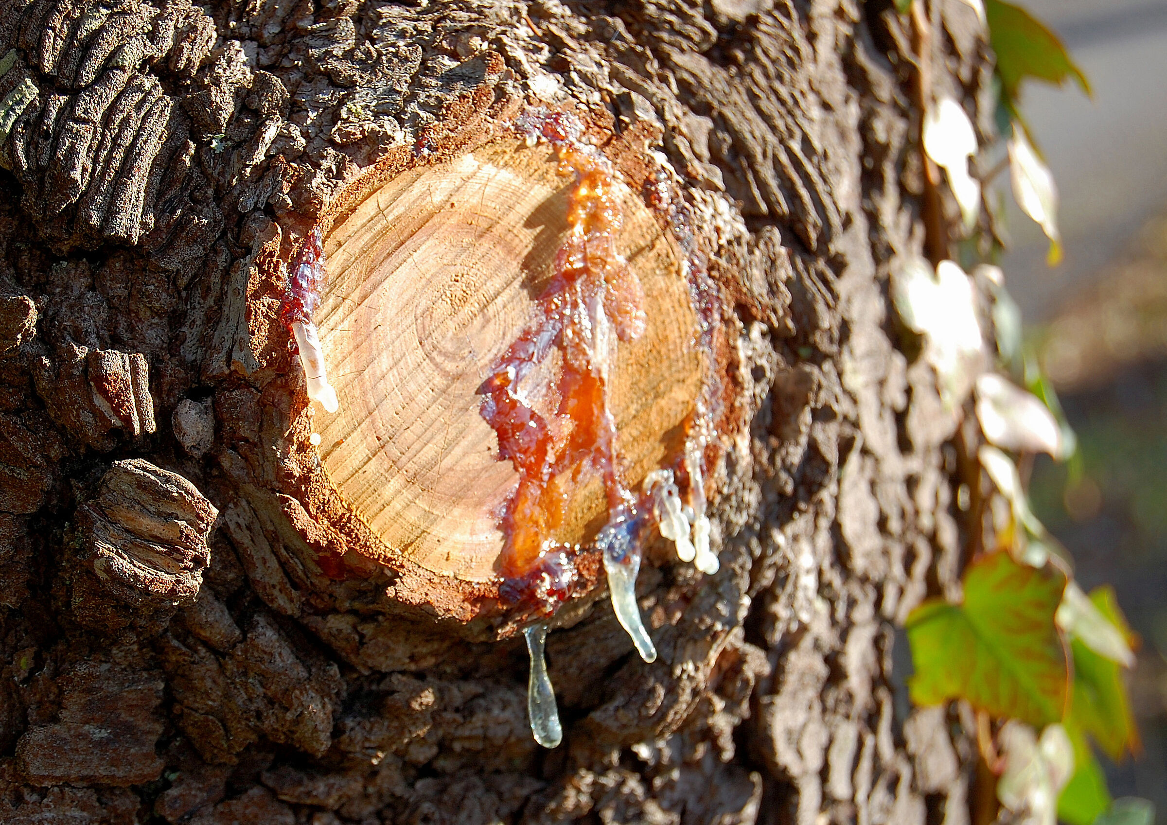Injured trees also cry