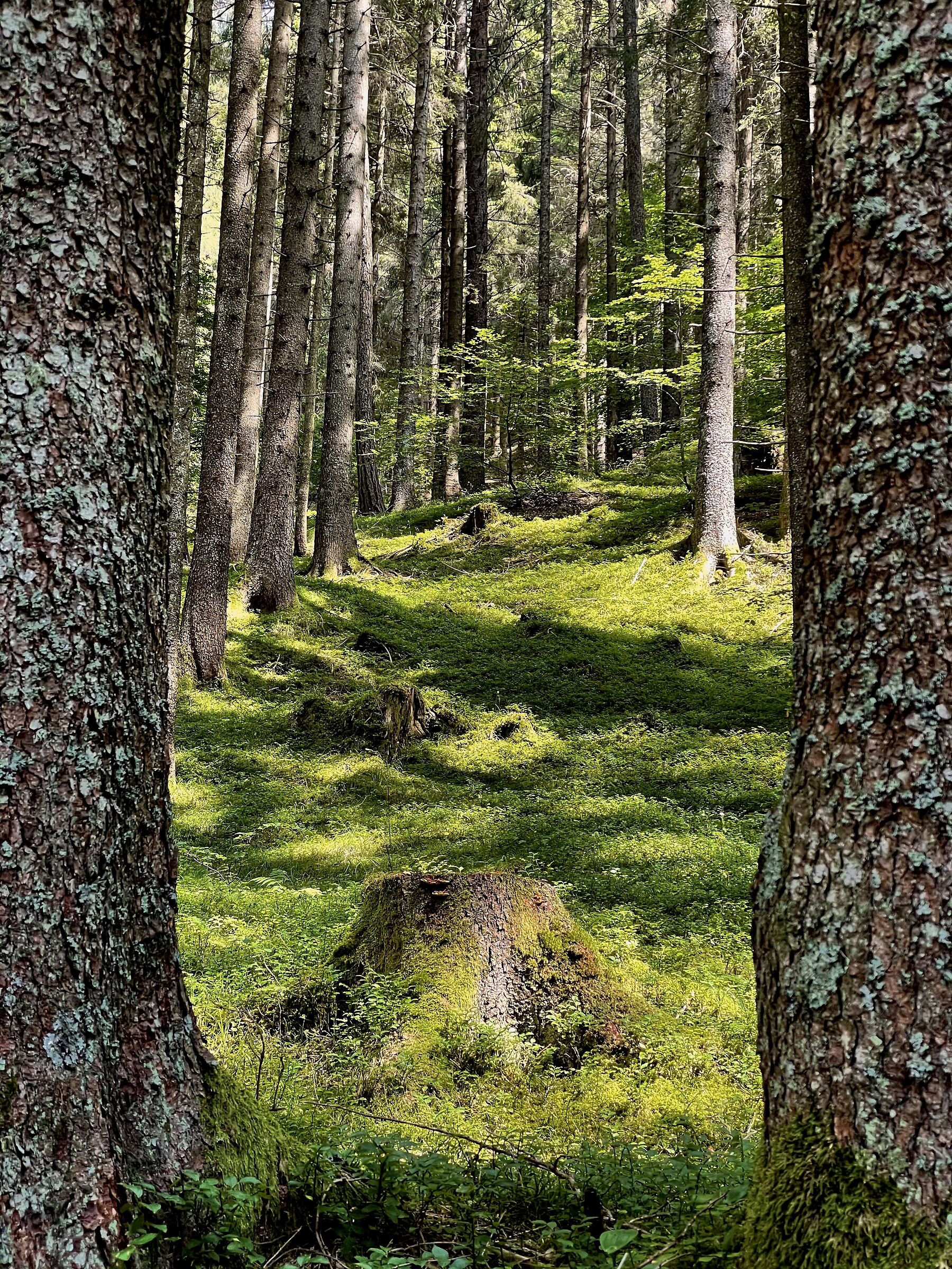 In the woods of goblins.