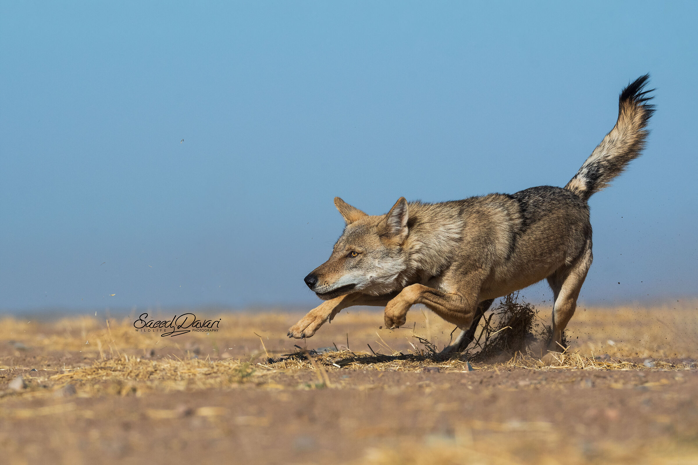 Nikon d500, sigma 150_600s,1/4000,iso:640,f:8,fl:300