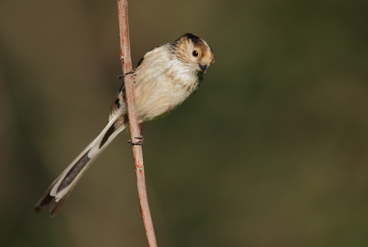 Long-tailed Tit