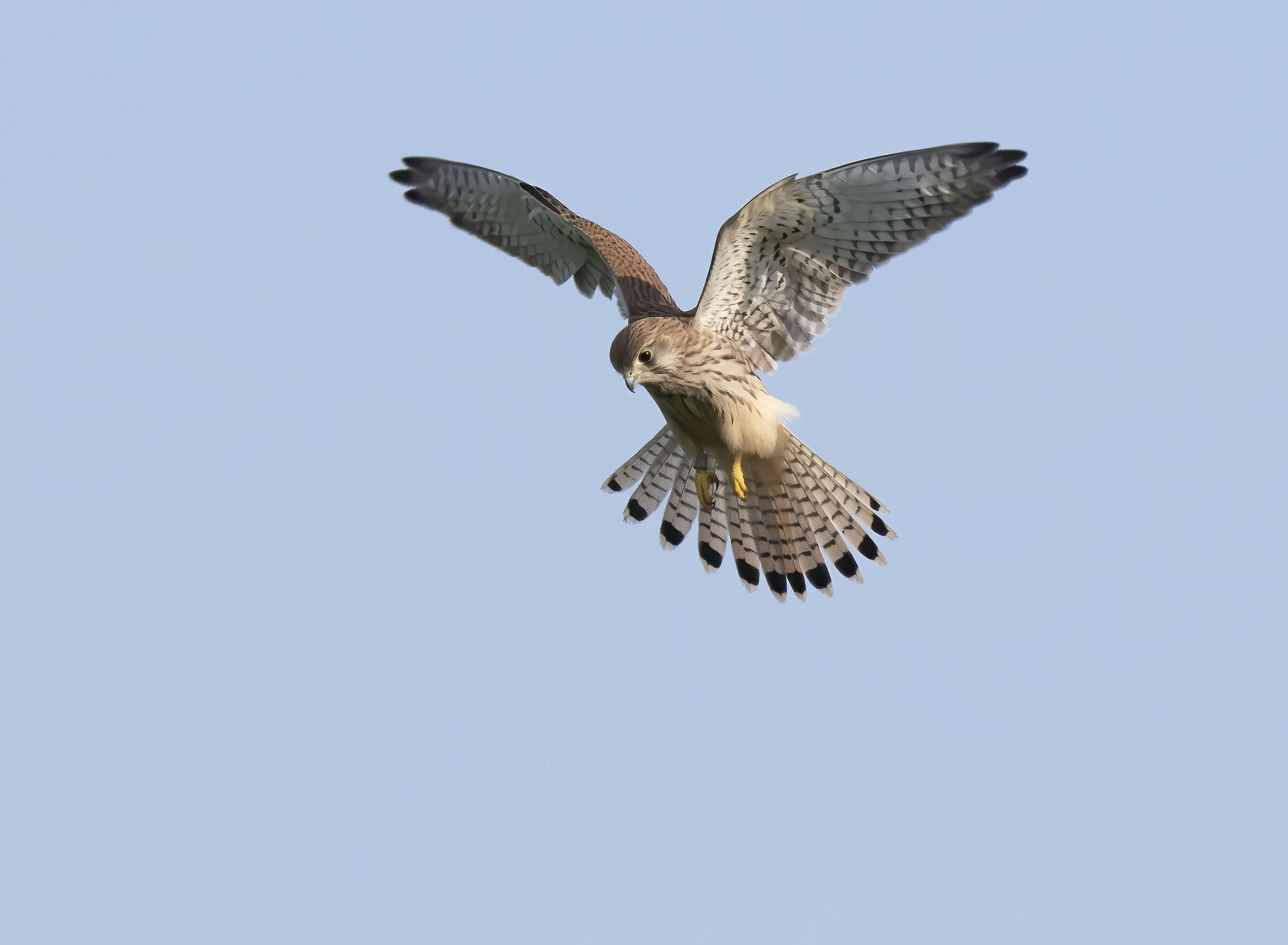 European Kestrel