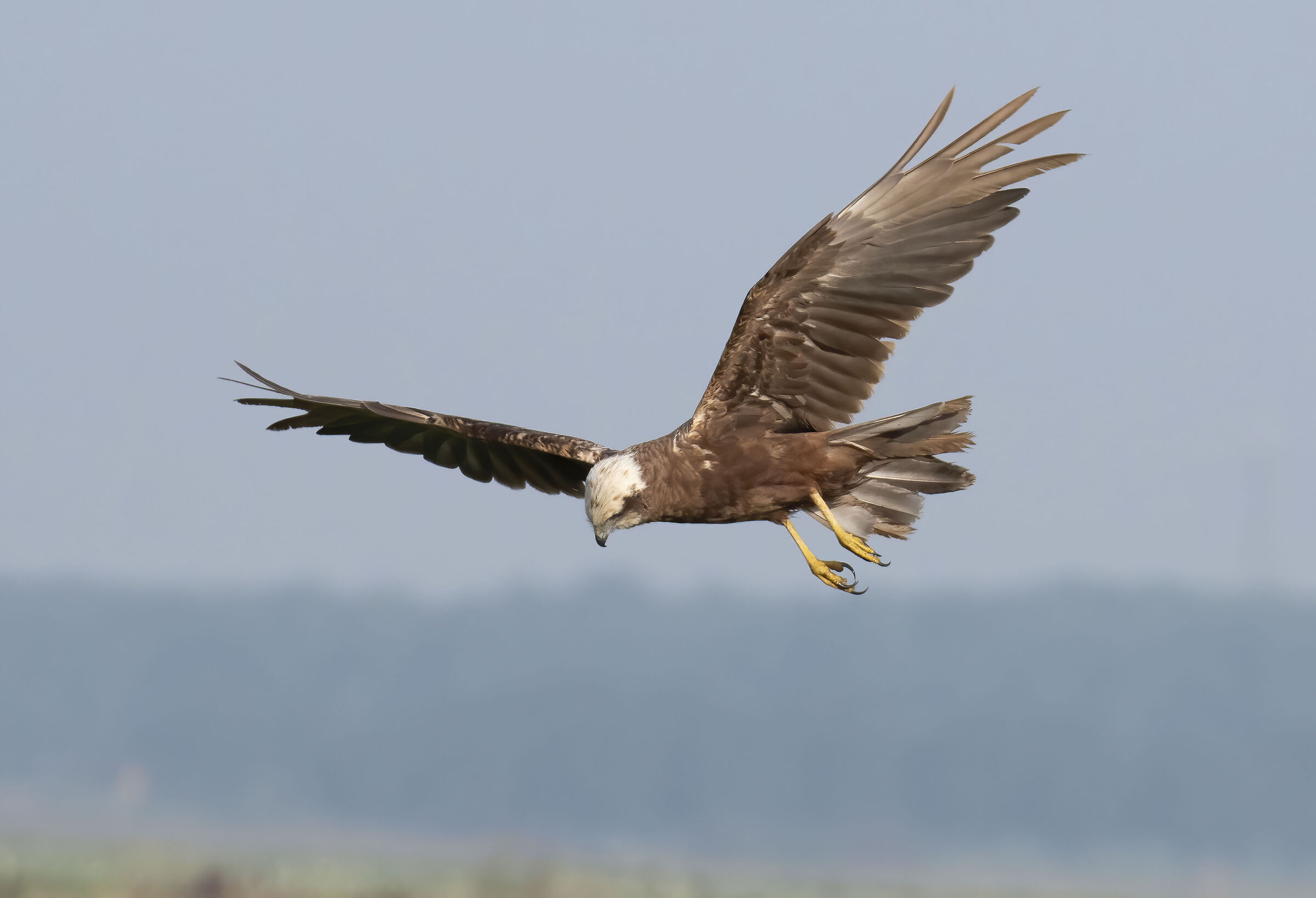 Marsh Harrier