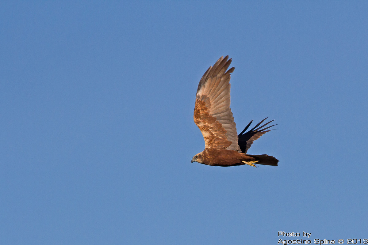 Falco di palude femmina
