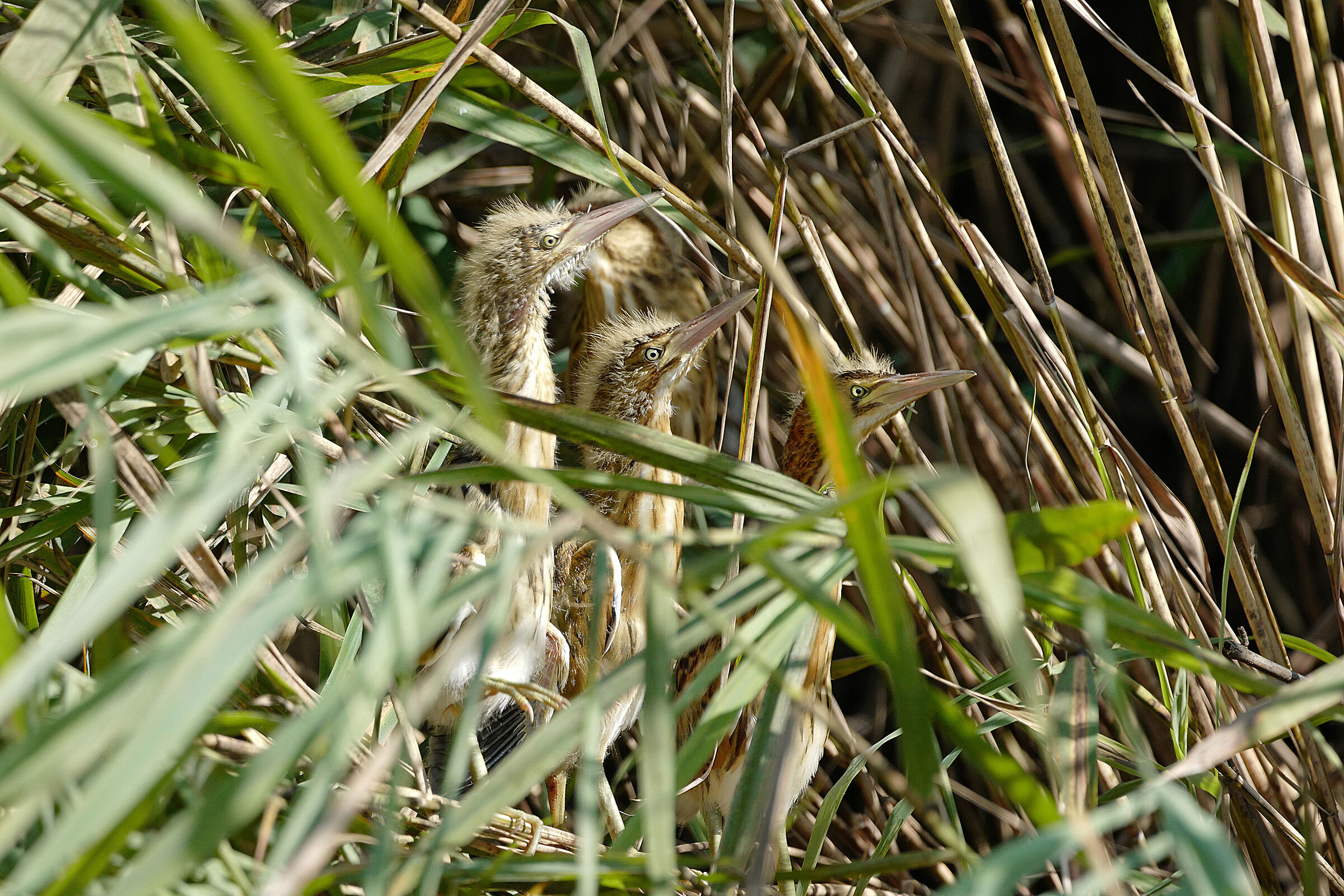 tarabusini in fila per tre