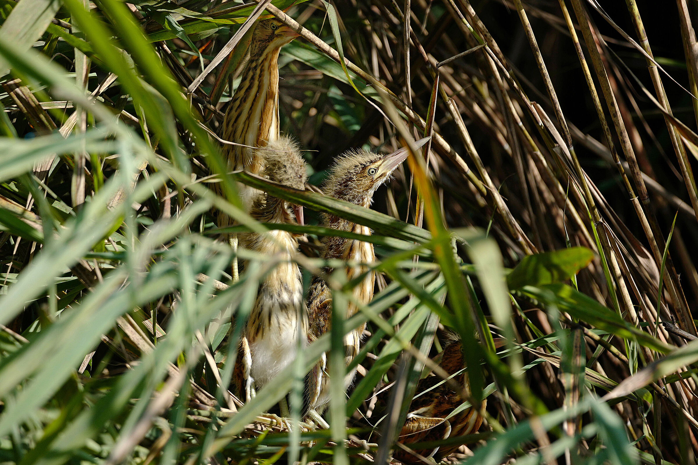 tarabusini, la mamma vigila