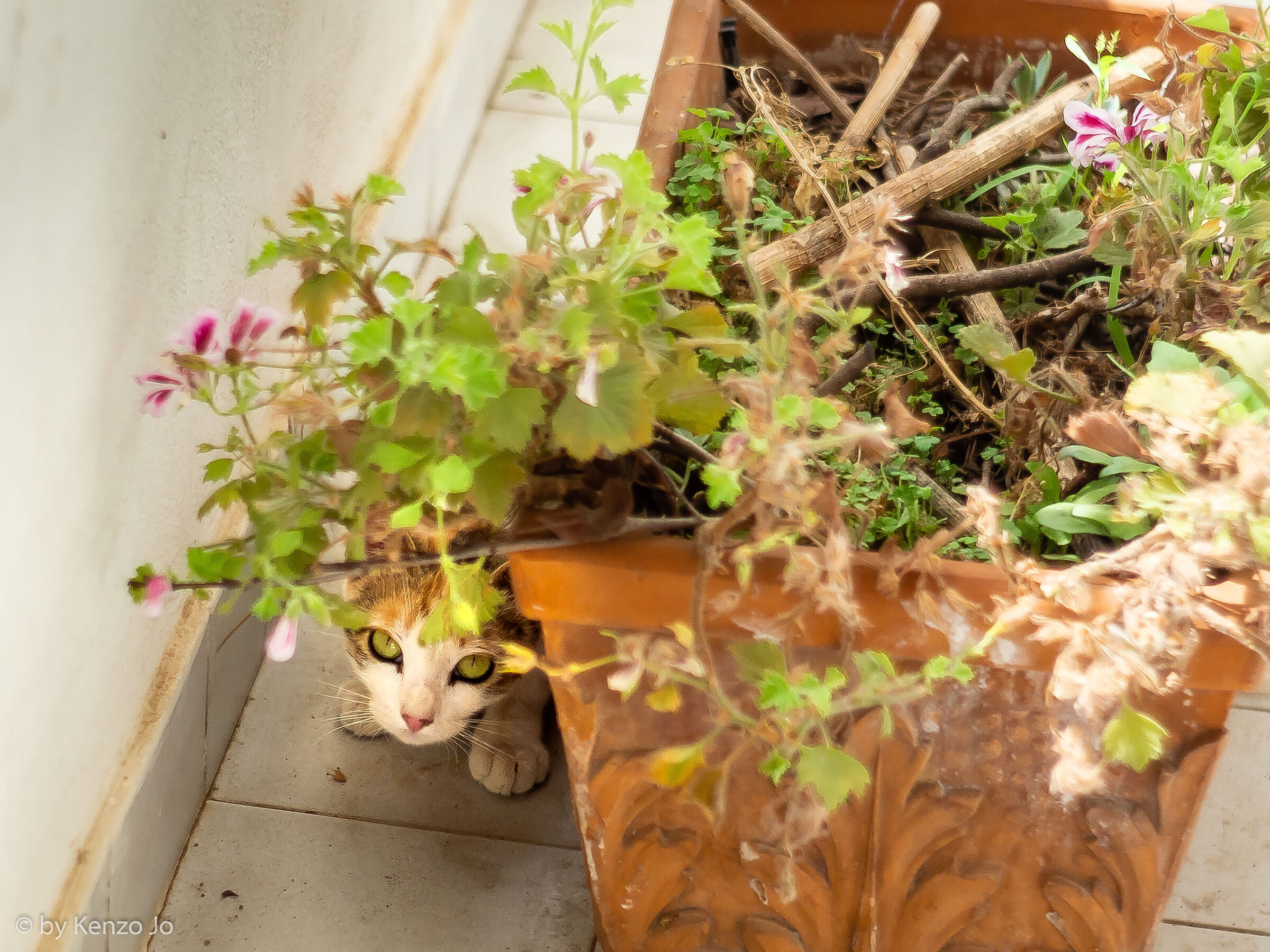 Toh.... a new tenant!