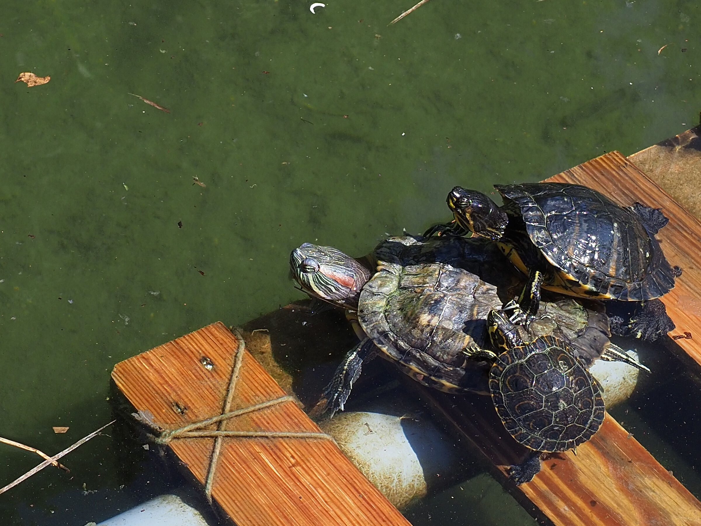 e' difficile tirare avanti una casa, figurati tre!!!