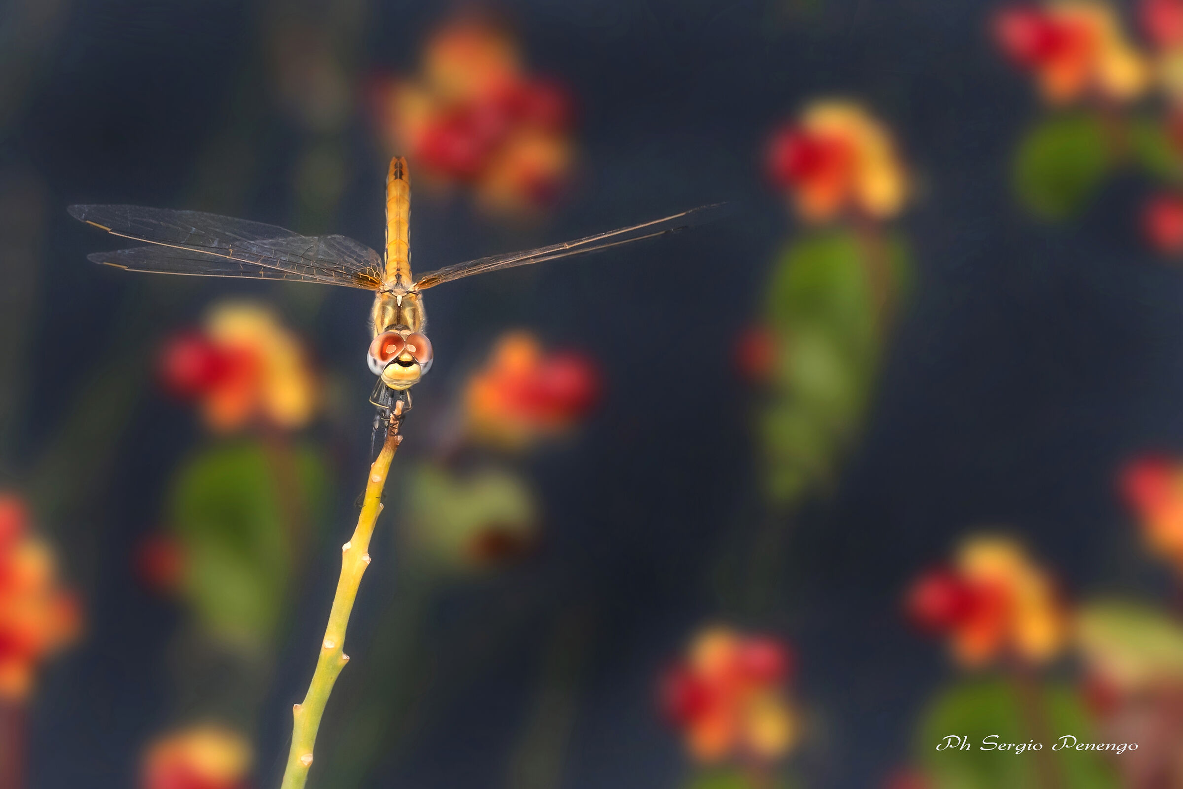 "La Signora dell'Estate"