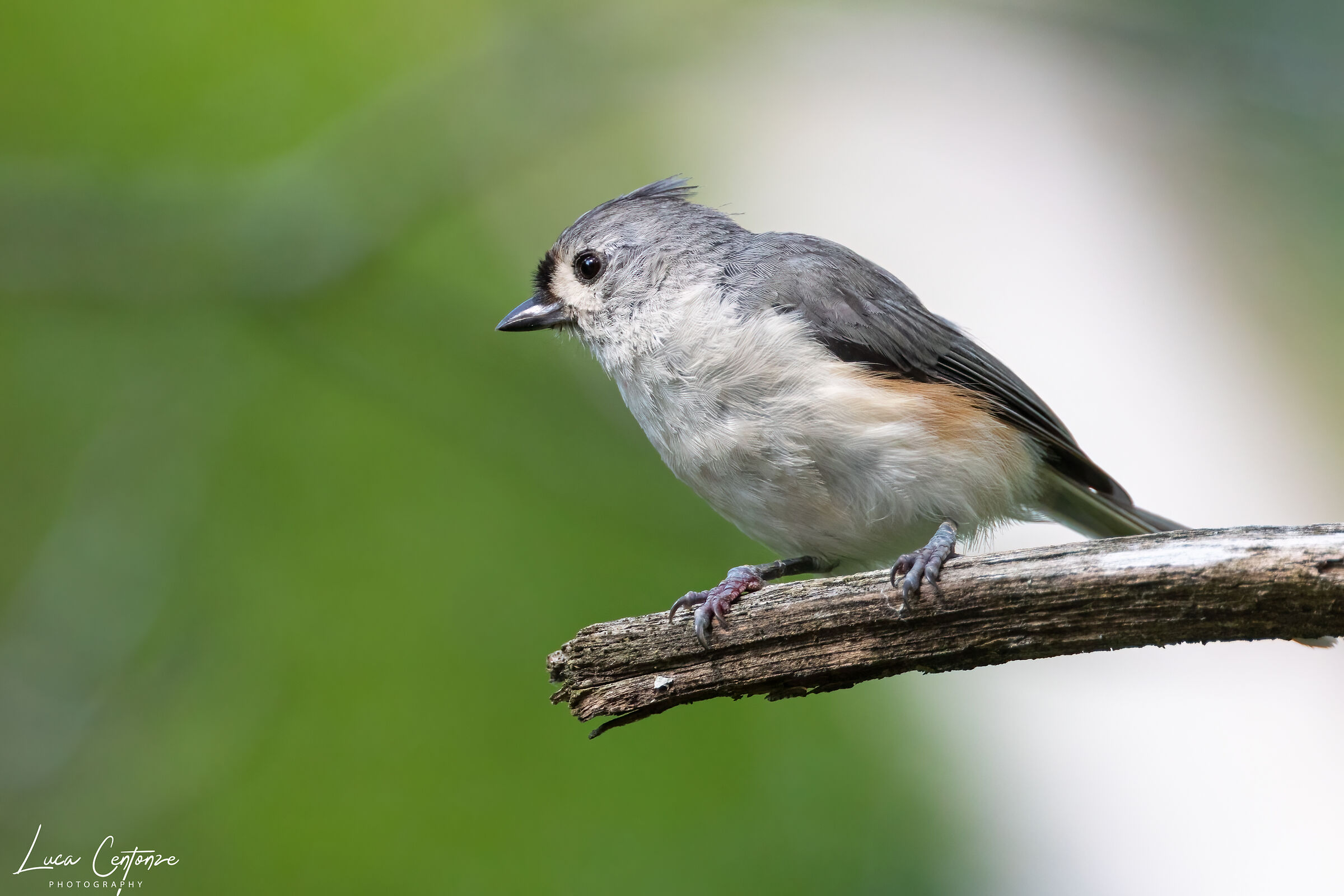 Tufted Titmouse (Cincia bicolore)