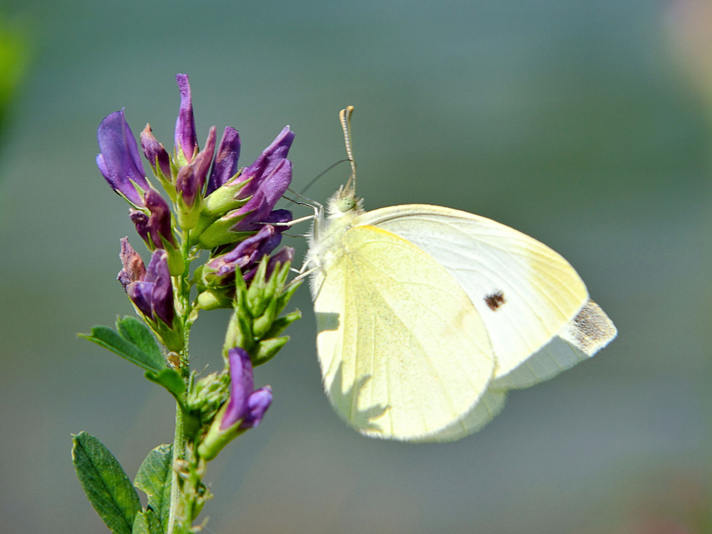 Pleris rapae (femmina)