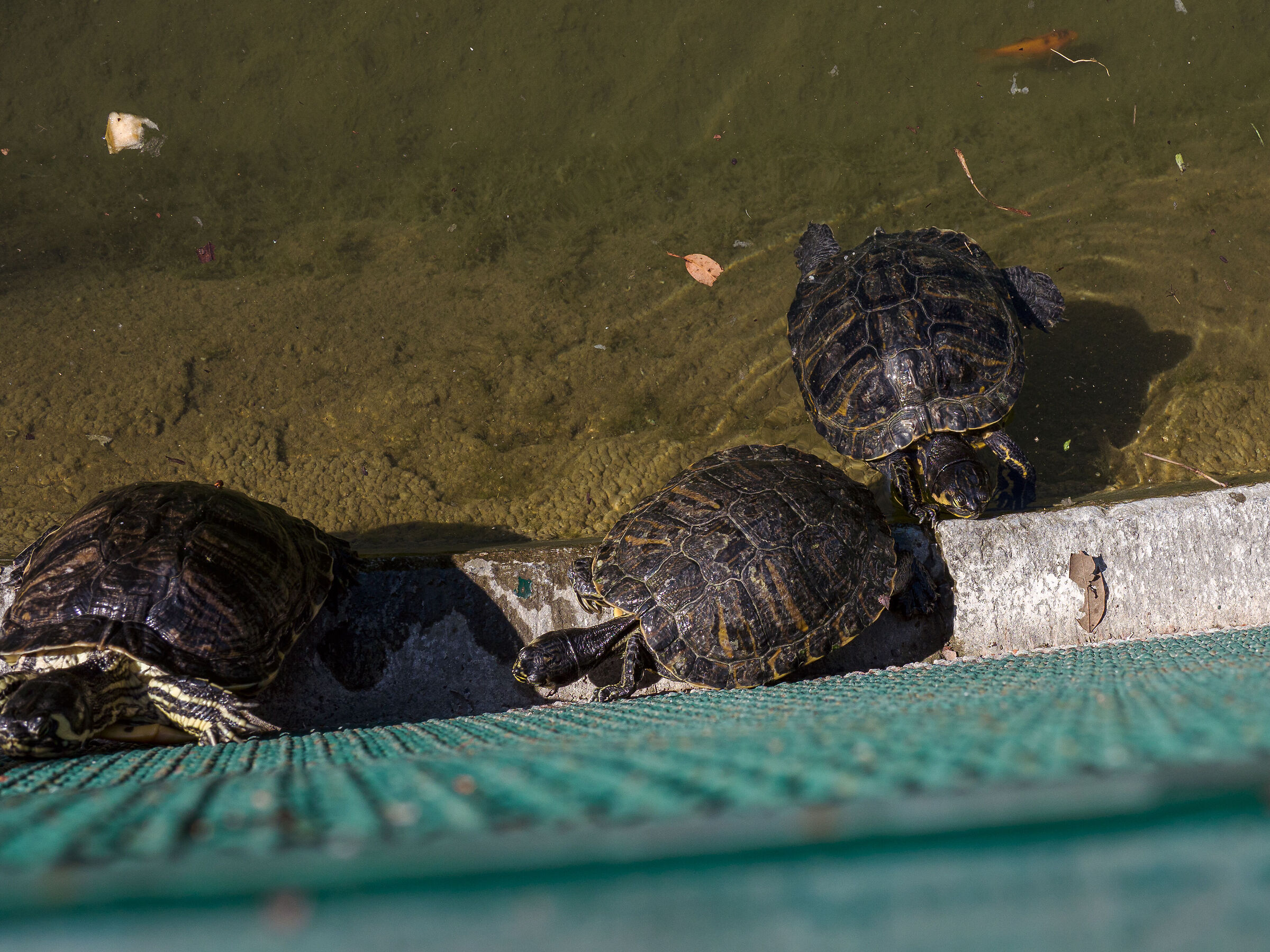 Ragazze non correte, aspettatemi...