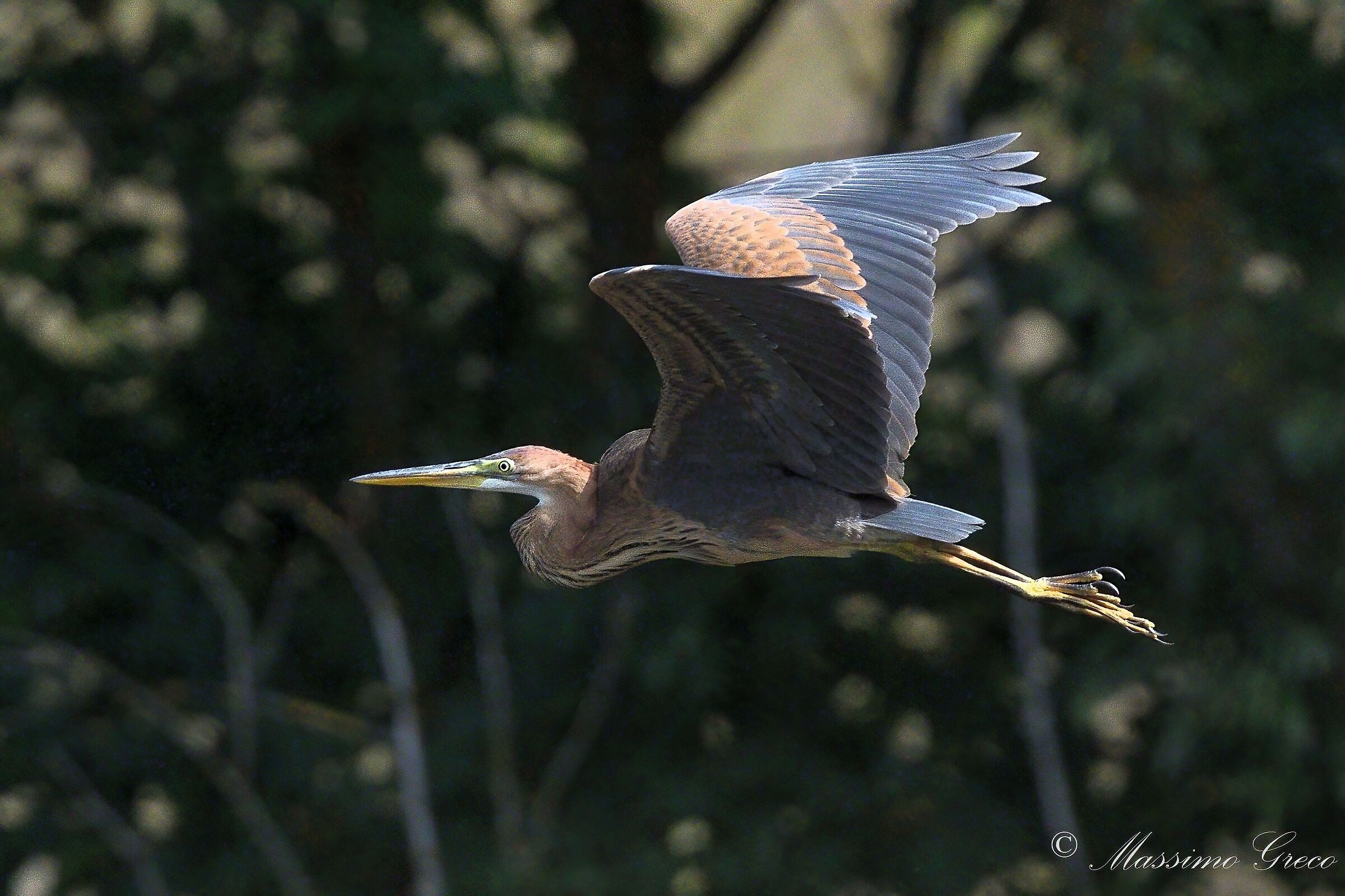 Airone rosso (Ardea purpurea)