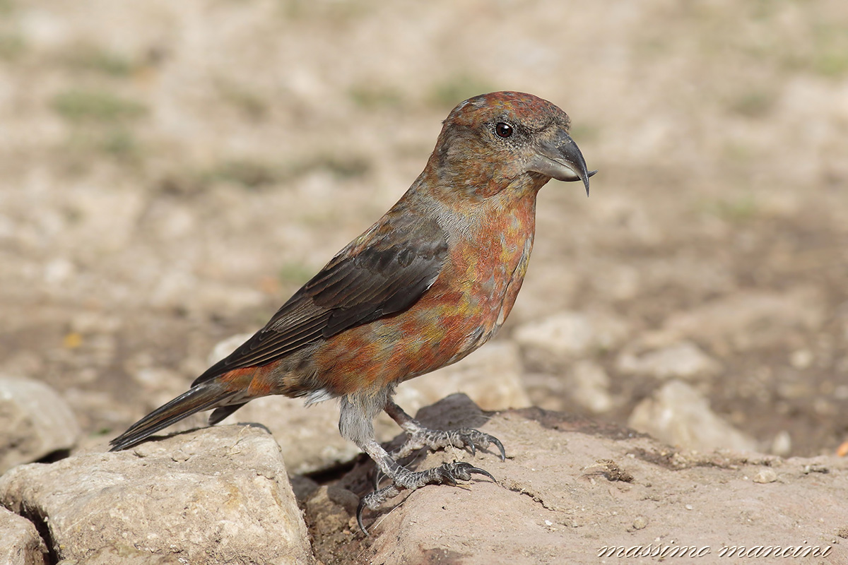 crociere(loxia curvirostra)