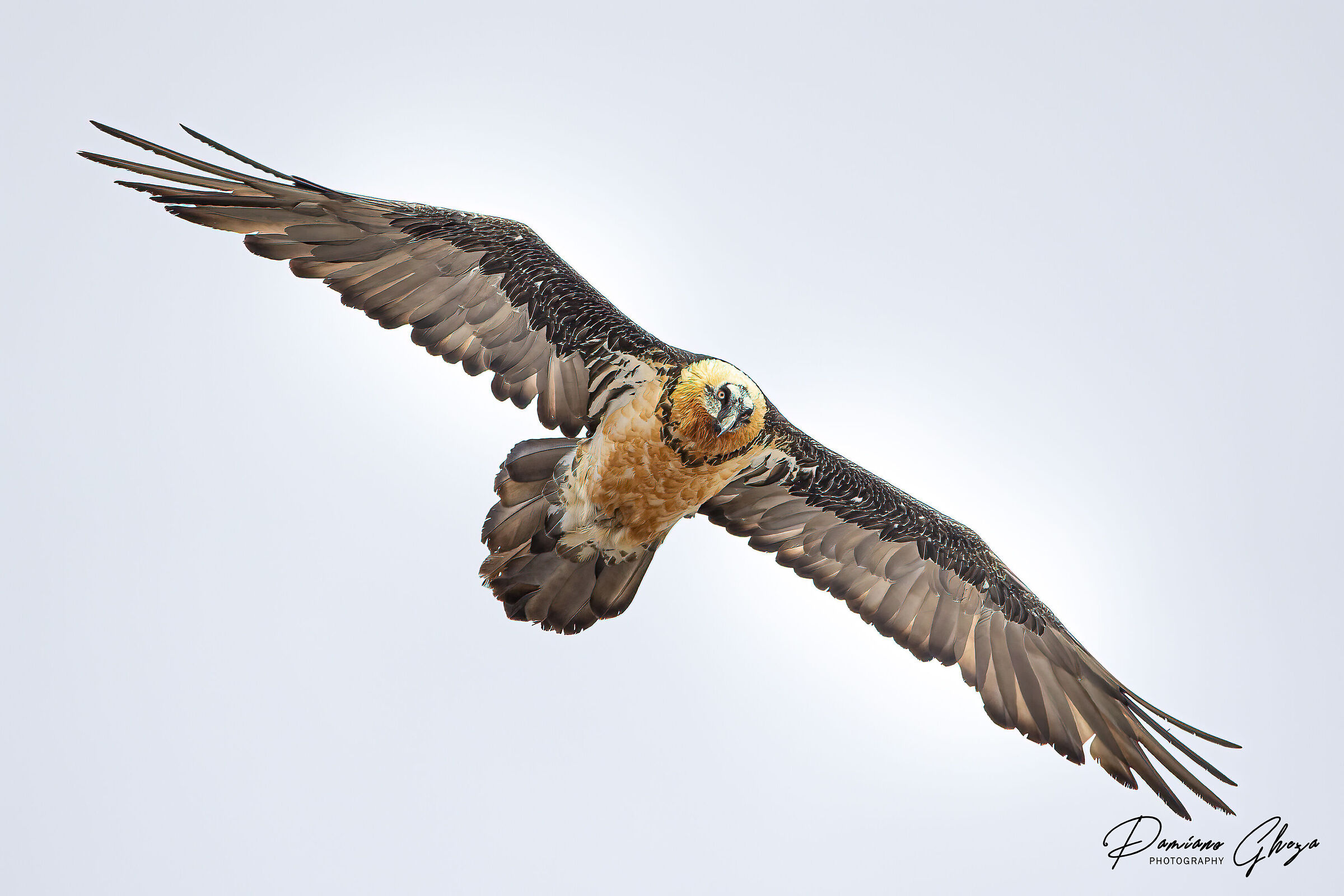 Avvoltoio degli agnelli