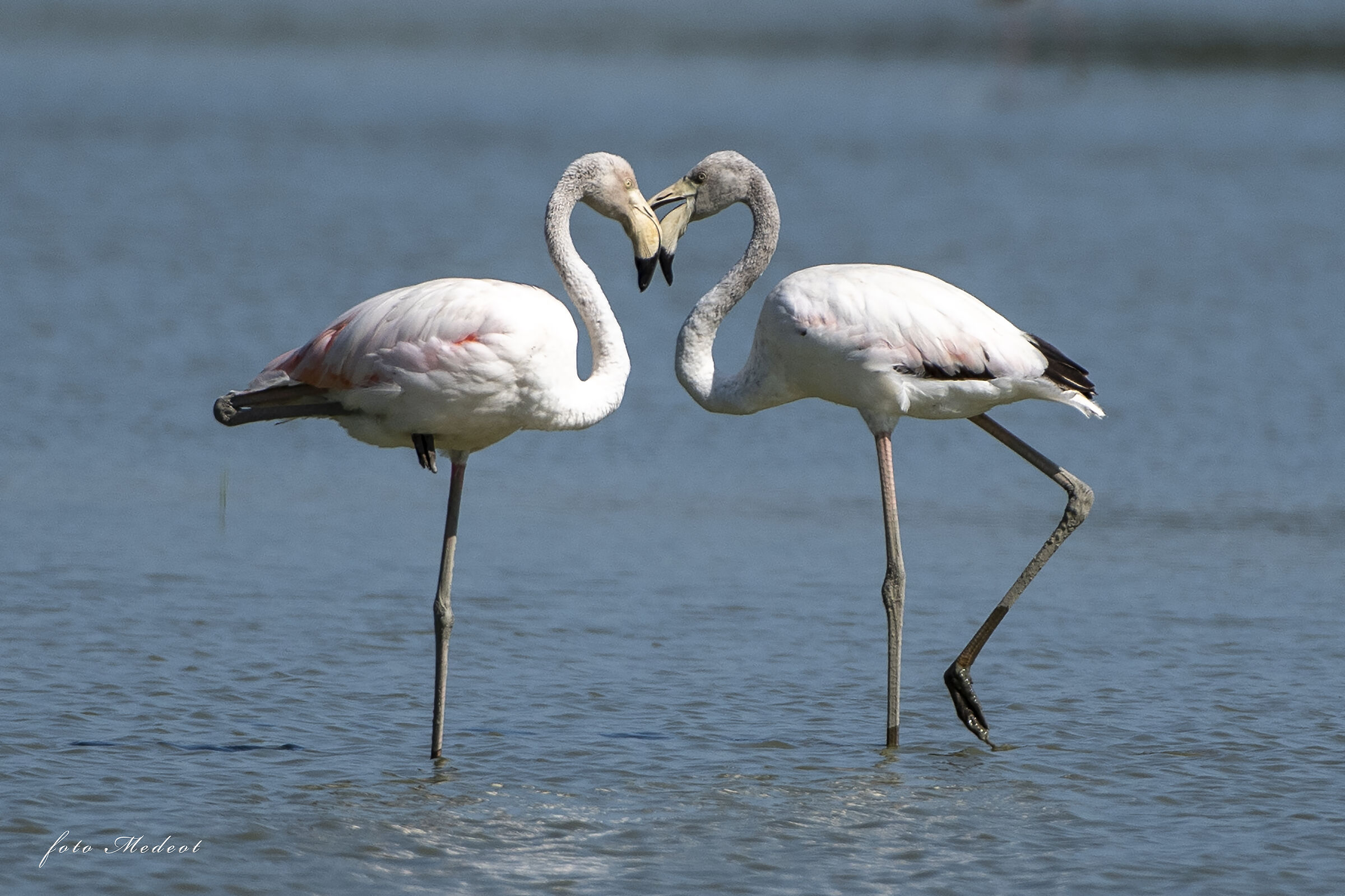 I due fenicotteri