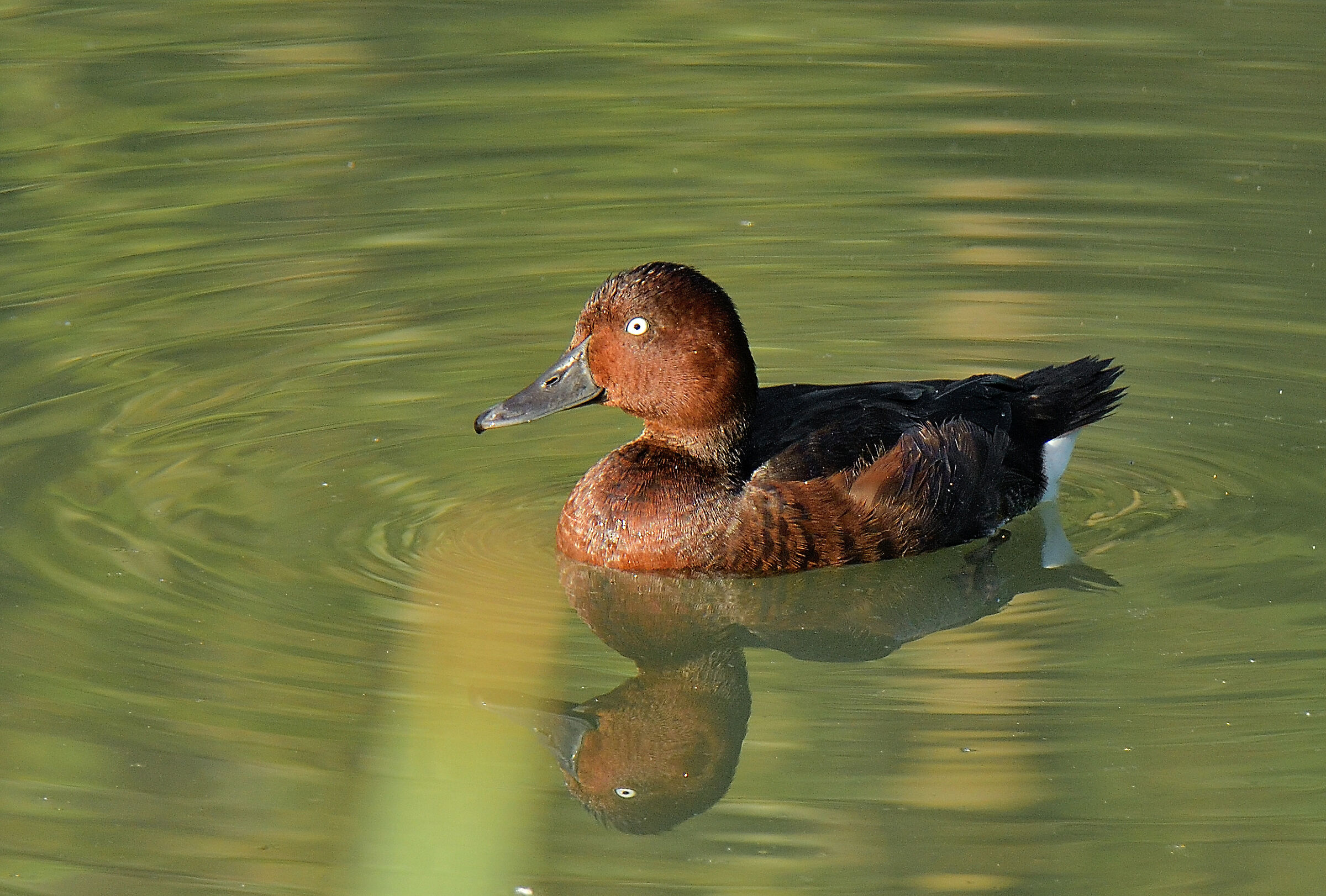 moretta tabaccata maschio