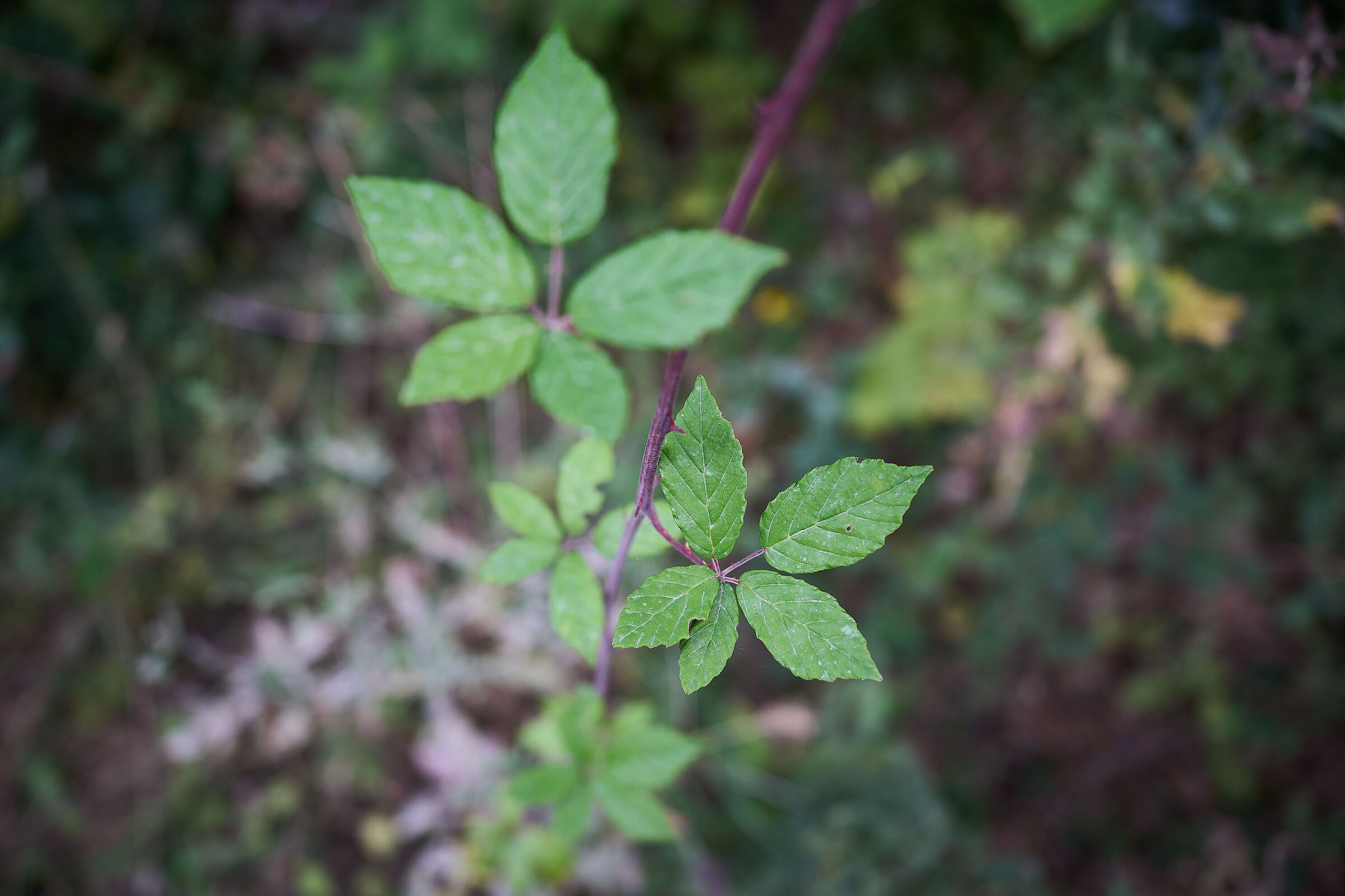A Staircase of Leaves!