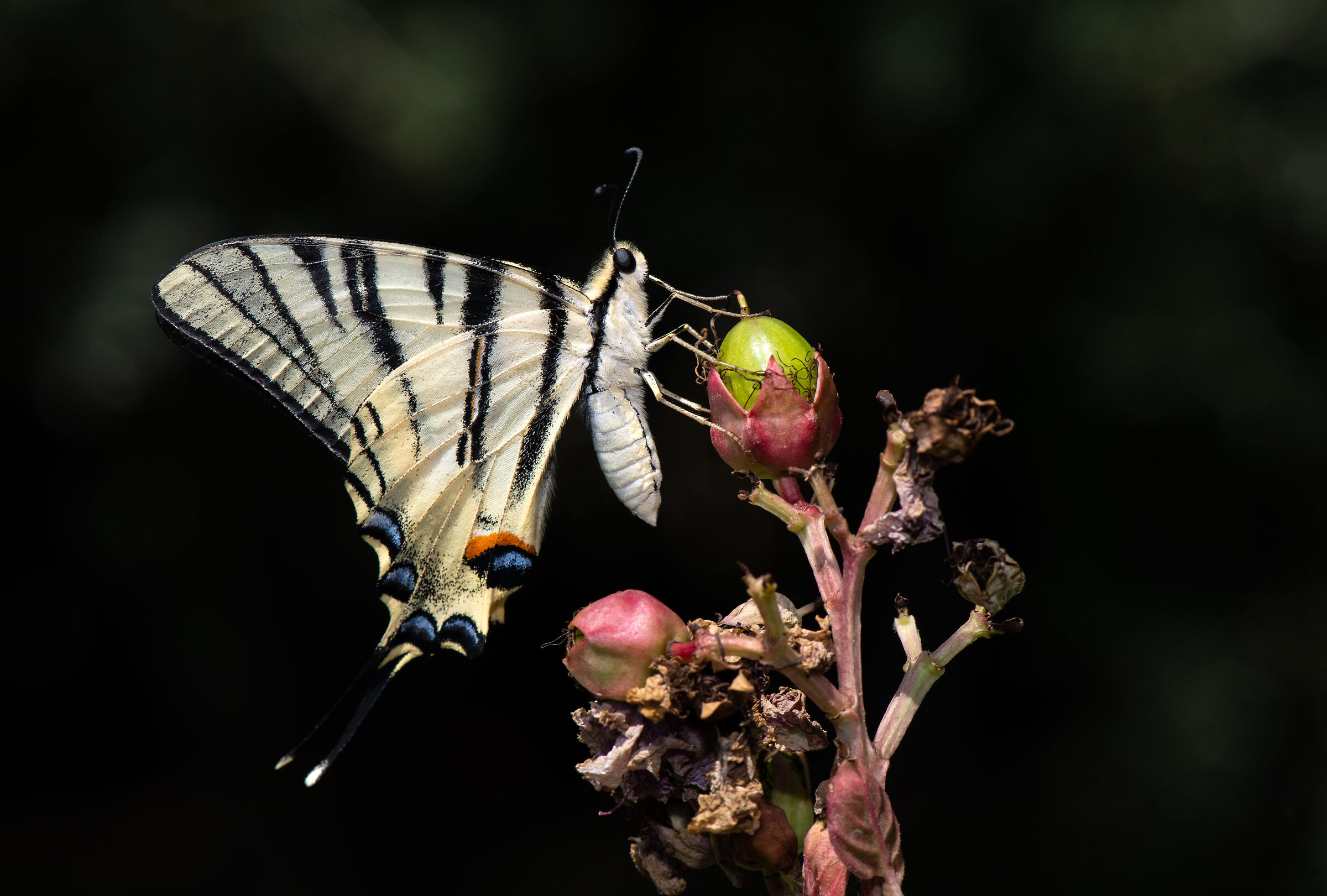 Scarce swallowtail