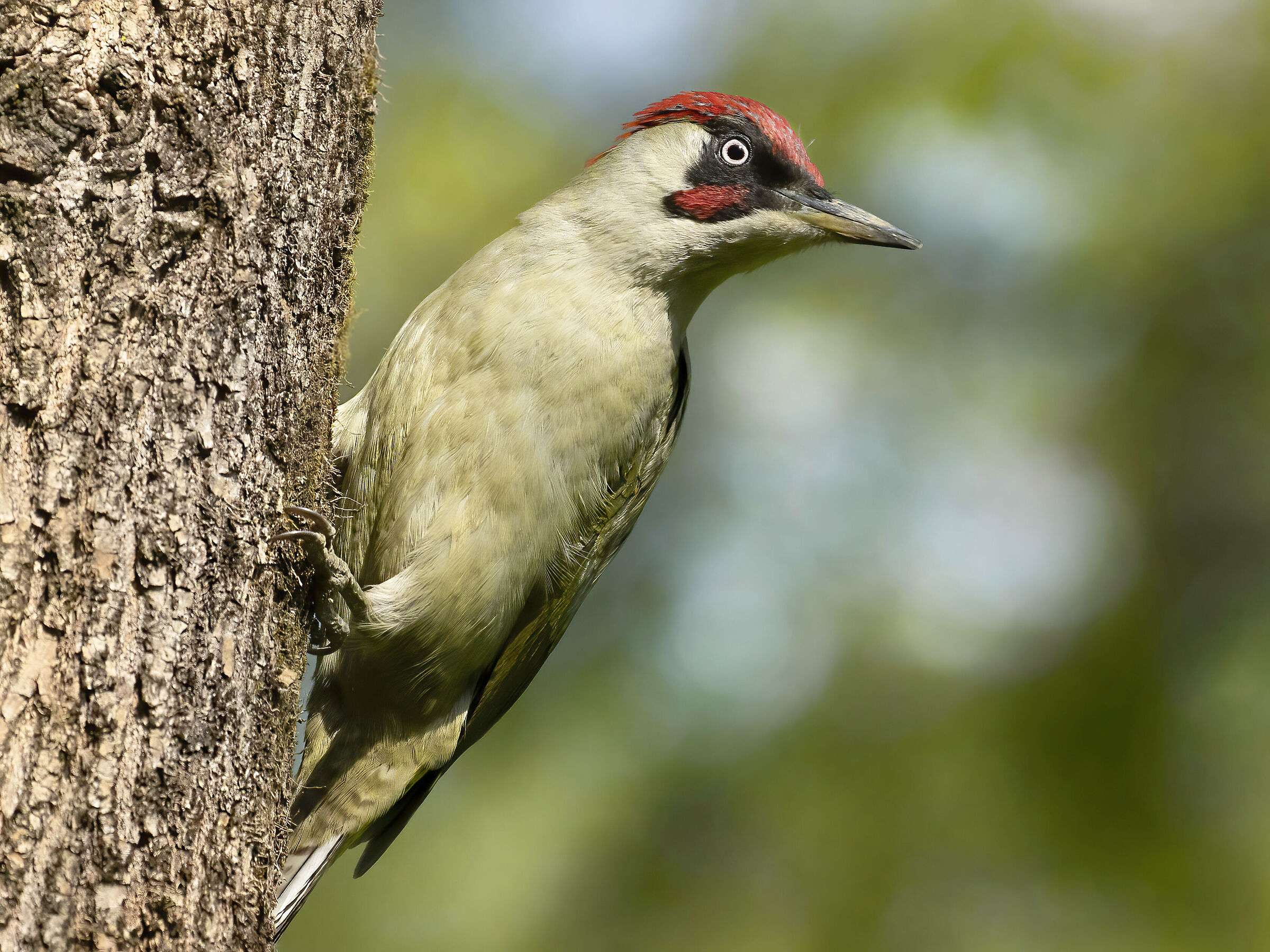 Picchio Verde Maschio