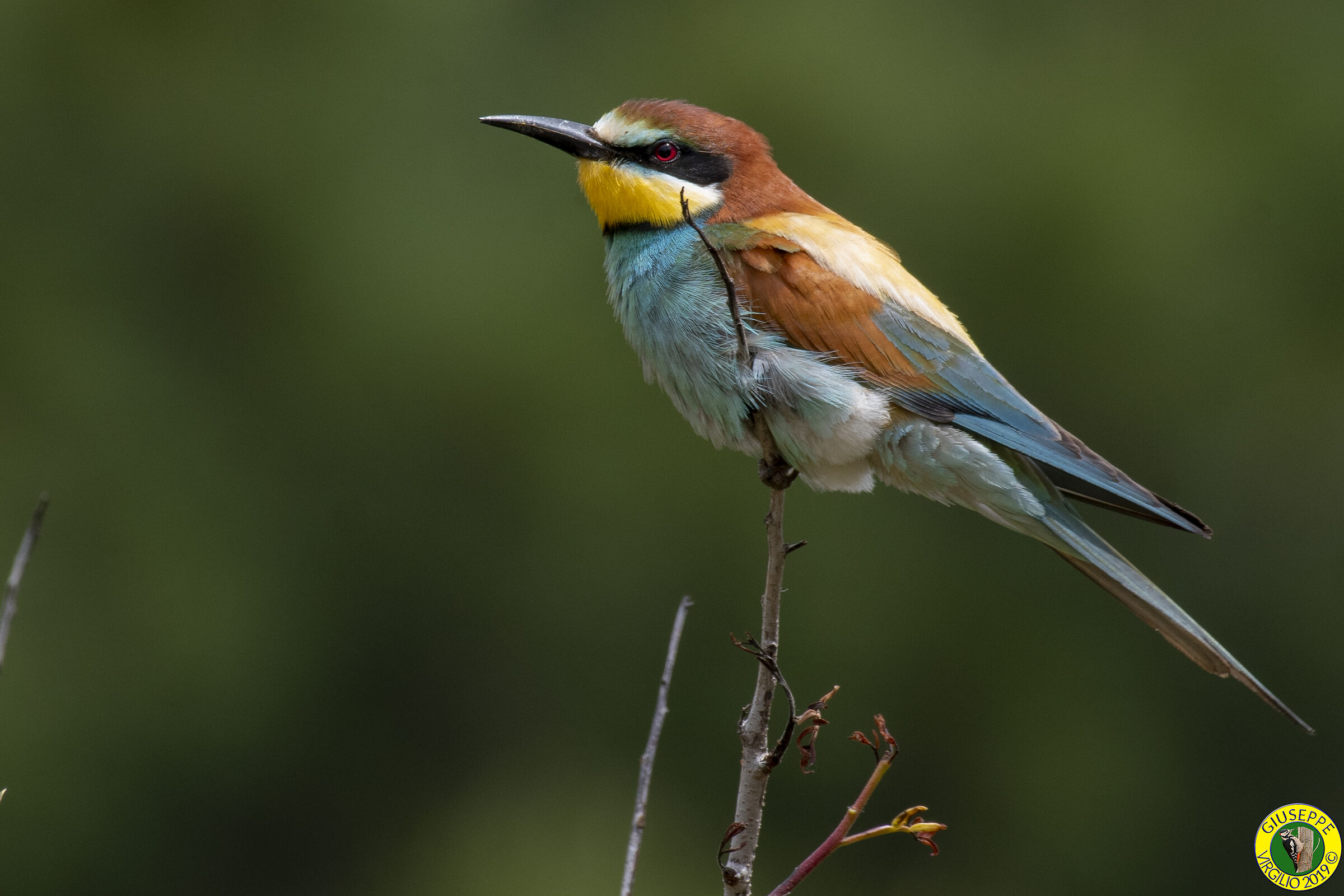 Gruccioni (Sardegna 2019)