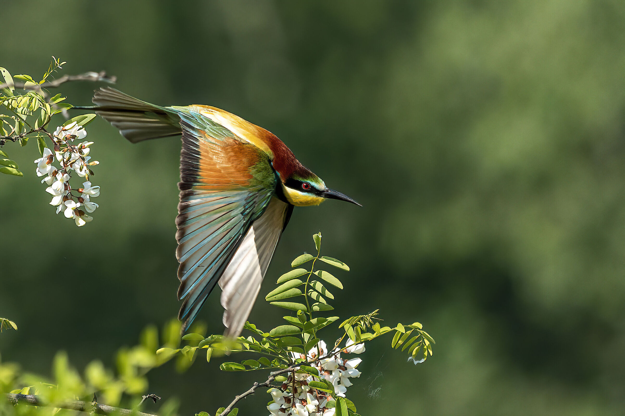 the flight of the bee-takee