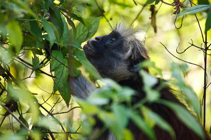 Red colobus